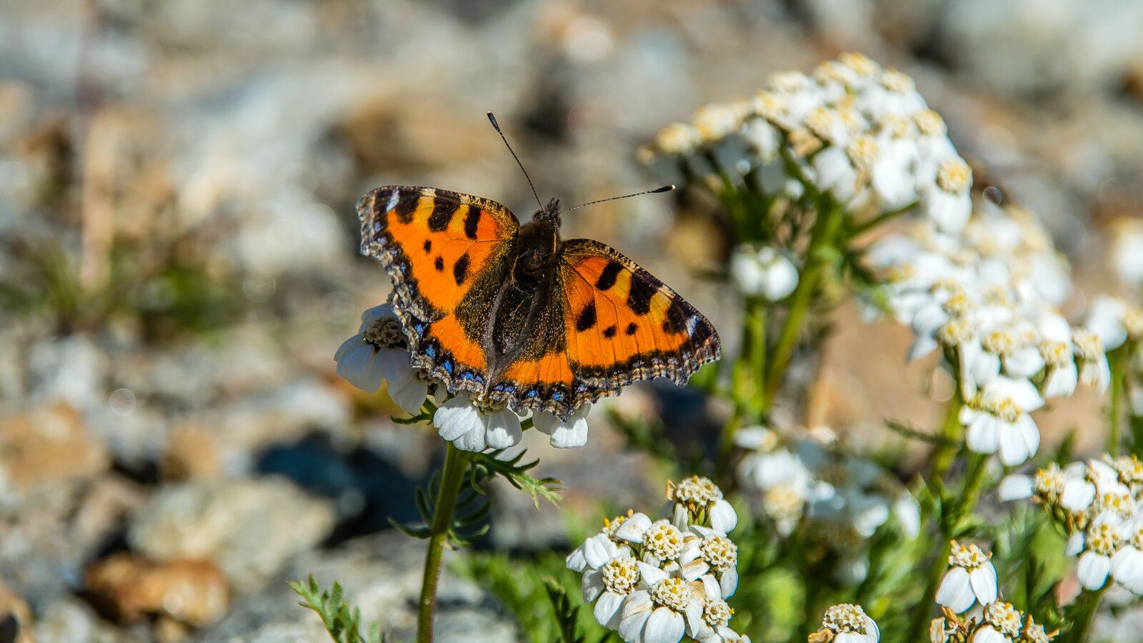 Nikon D3200 sample photo. Little fox, fuchs, butterfly photography