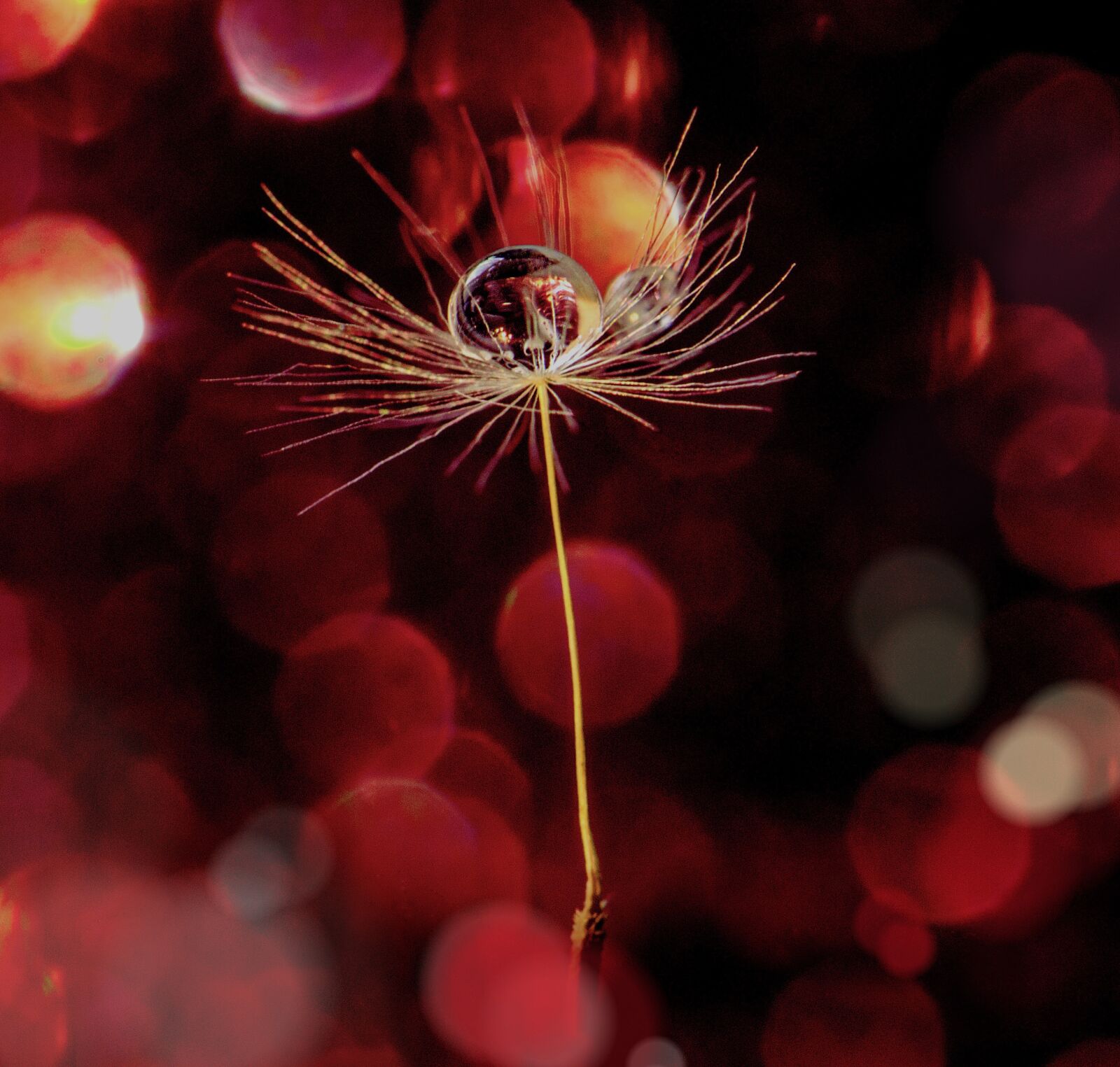 Nikon D5100 sample photo. Dandelion, seed, closeup photography