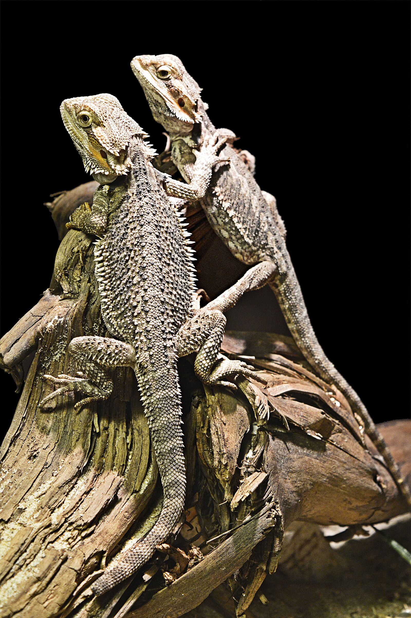 Nikon D3200 sample photo. Animals, reptiles, coaching photography