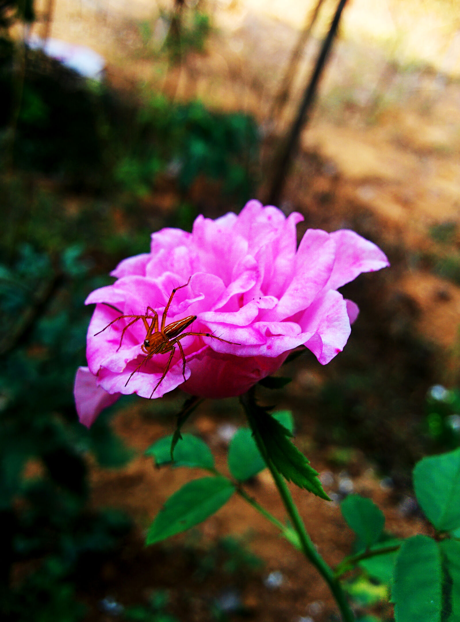 LG Nexus 5 sample photo. Collection, dragonflies, earth, flower photography