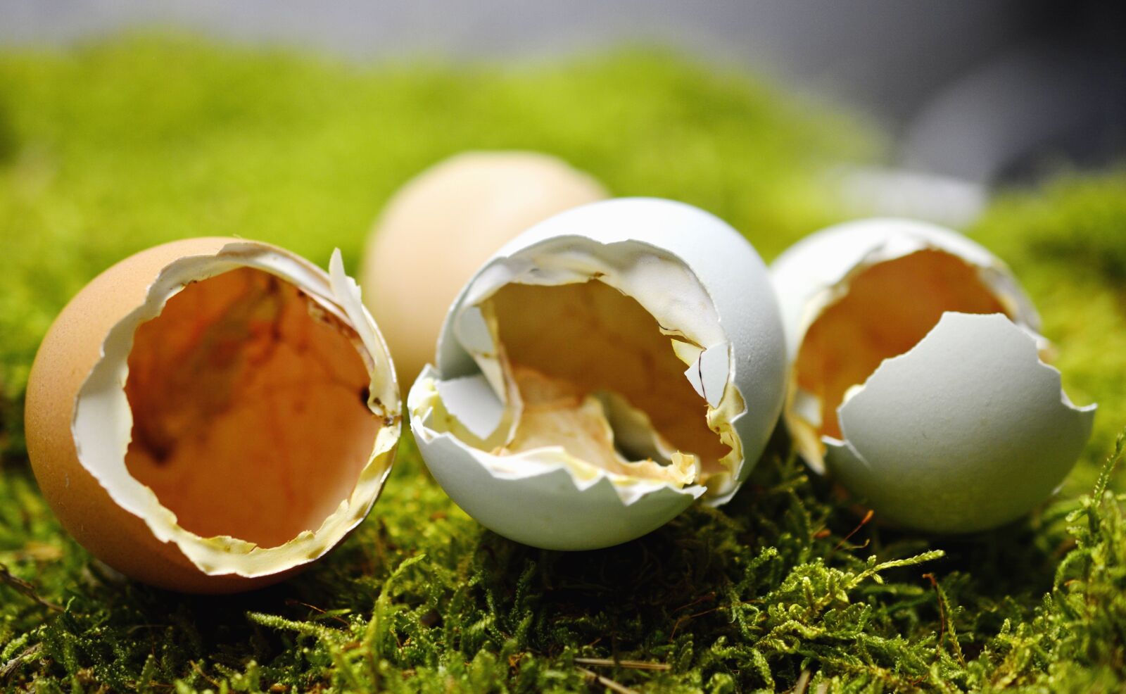 Nikon D5200 sample photo. Egg, shell, chicken, animals photography