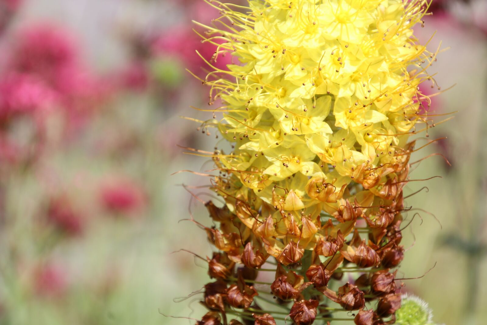 Canon EOS 1200D (EOS Rebel T5 / EOS Kiss X70 / EOS Hi) sample photo. Flowers, yellow, yellow flower photography