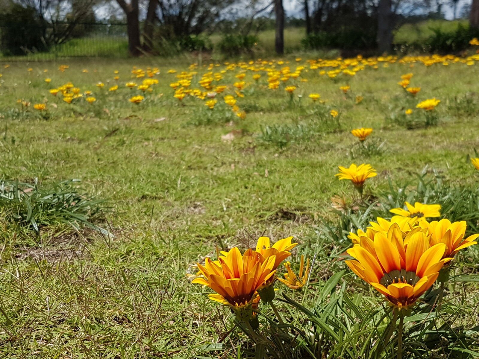Samsung Galaxy S7 sample photo. Breakout, flowers, garden, grass photography