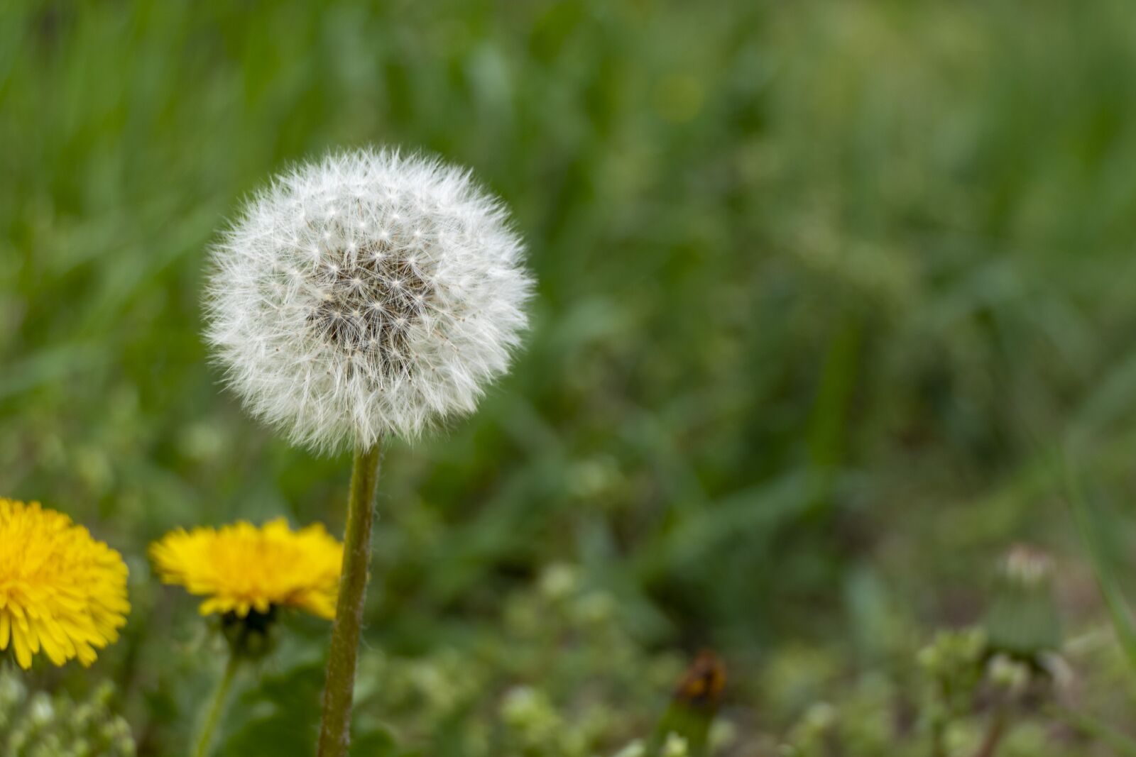 Panasonic Lumix DMC-FZ2500 (Lumix DMC-FZ2000) sample photo. Dandelion, spring, meadow photography