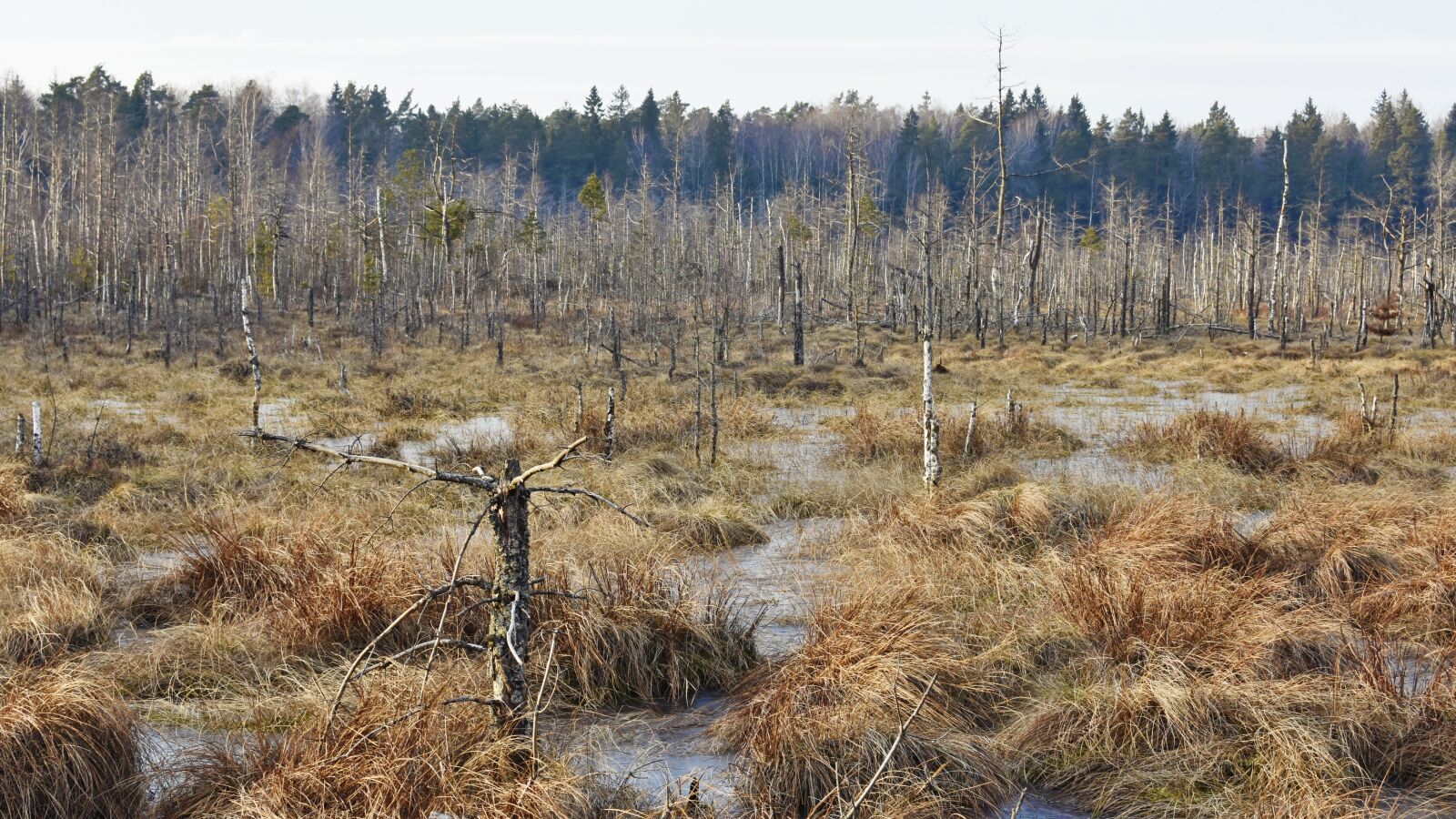 Nikon D7200 sample photo. Swamp, trees, forest photography