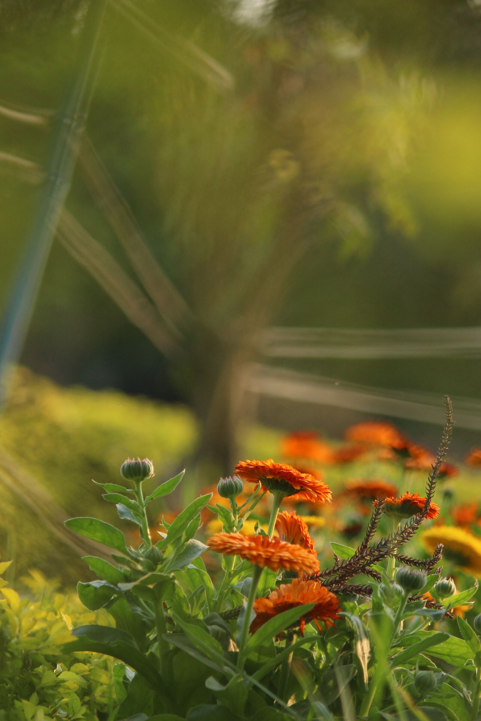 Canon EOS 700D (EOS Rebel T5i / EOS Kiss X7i) sample photo. Photo, pic, pixabay photography