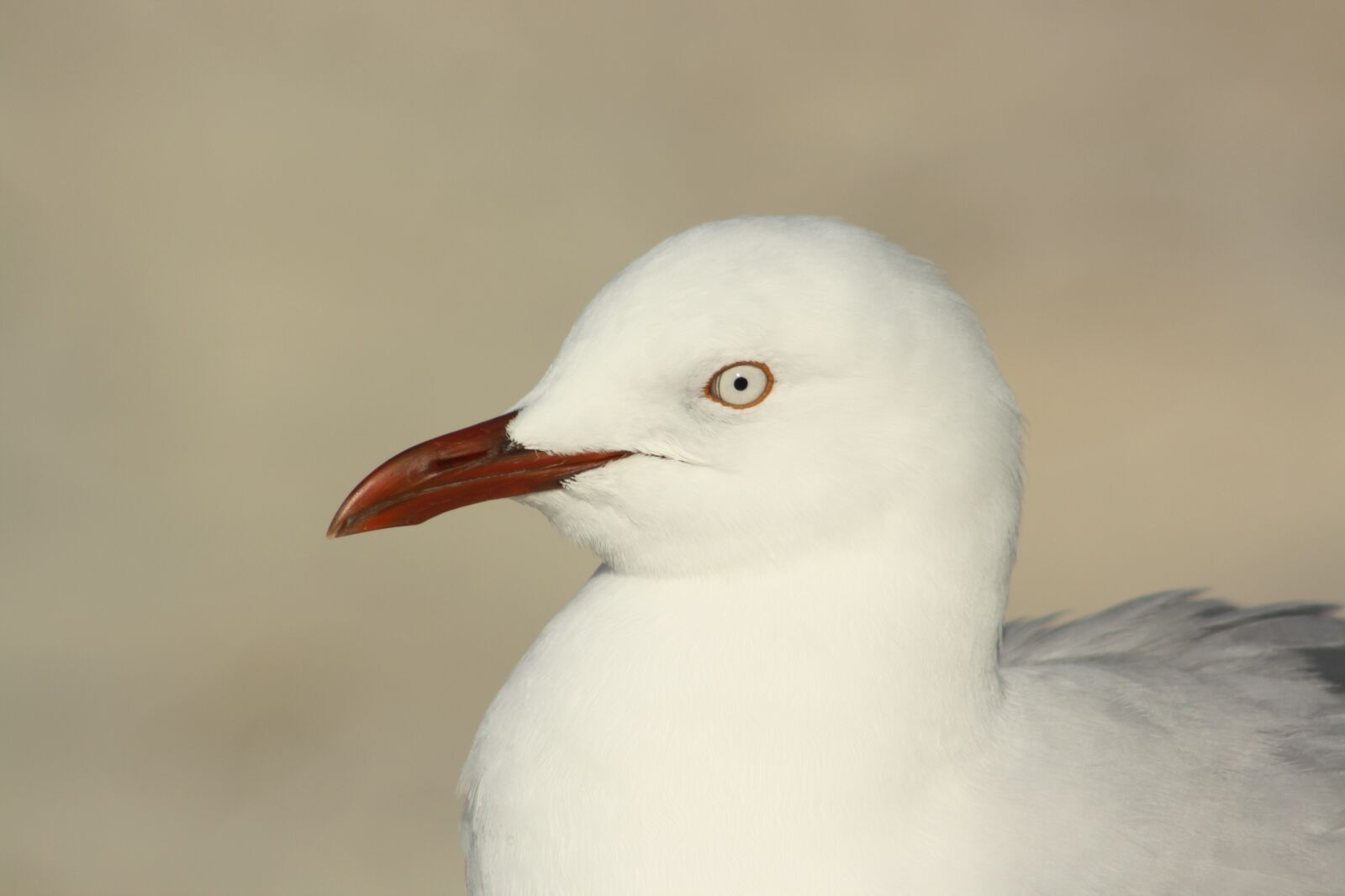 Canon EOS 1000D (EOS Digital Rebel XS / EOS Kiss F) sample photo. Seagull, bird, head photography