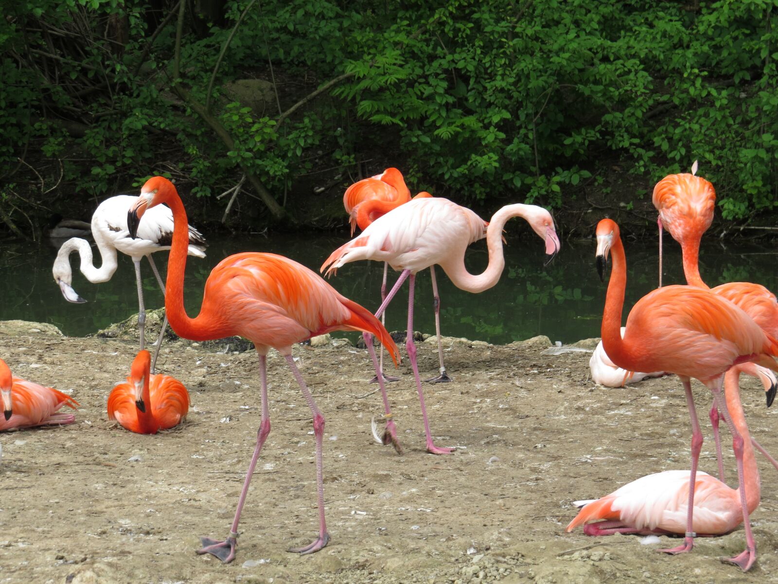 Canon PowerShot SX50 HS sample photo. Zoo, bird, nature photography