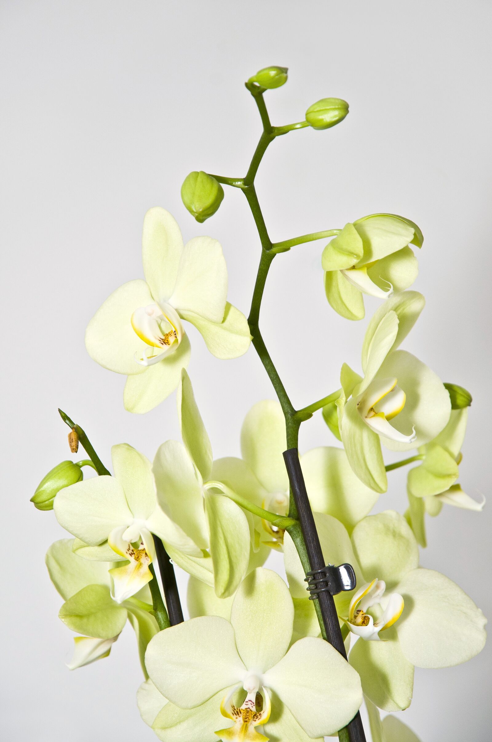 Nikon D300 sample photo. Orchid, houseplant, plant photography