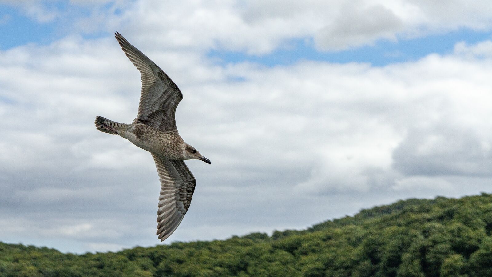 Canon EOS 7D sample photo. Seagull, sea, flying photography