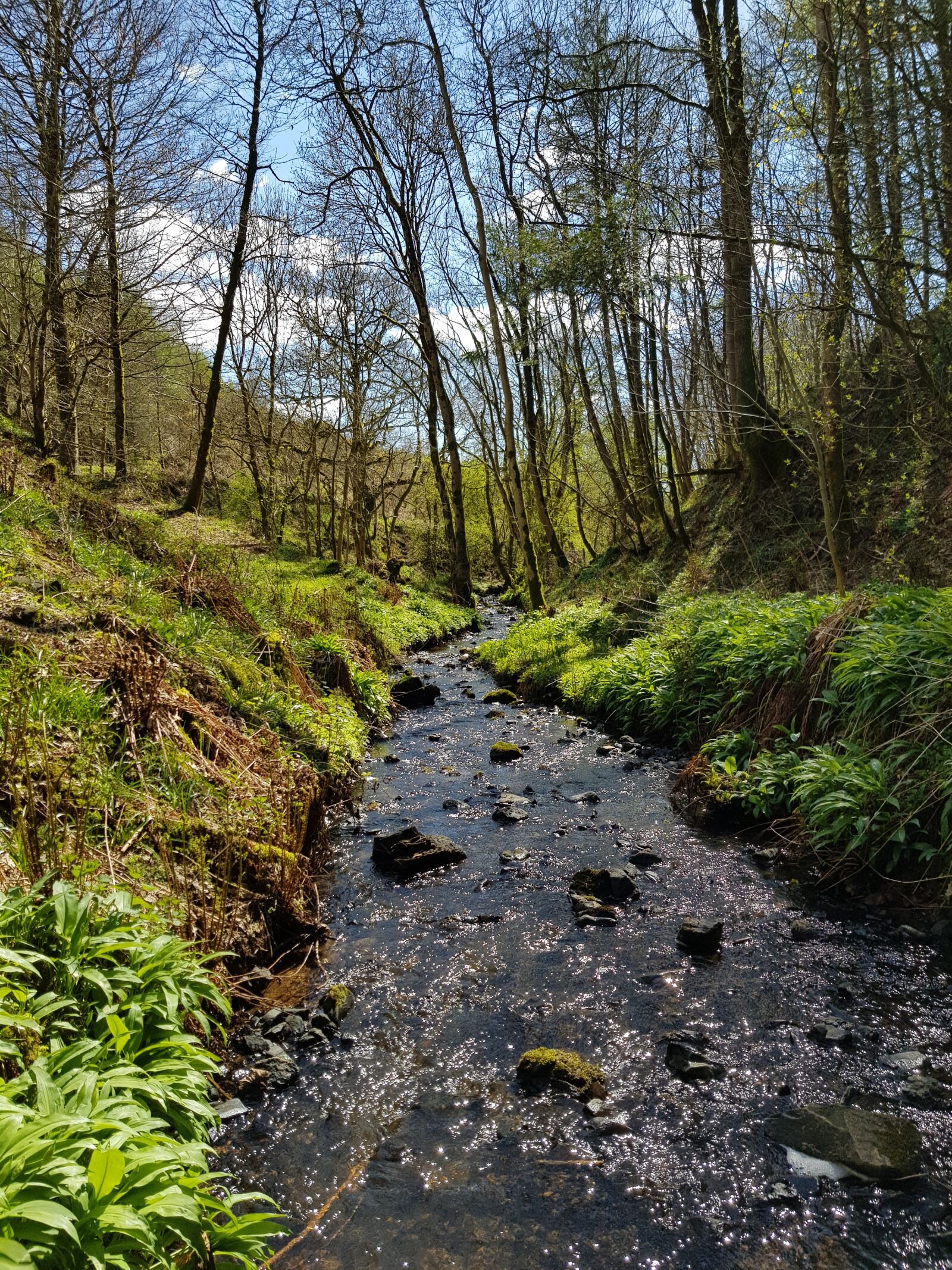Samsung Galaxy S8 sample photo. Stream, burn, woodland photography