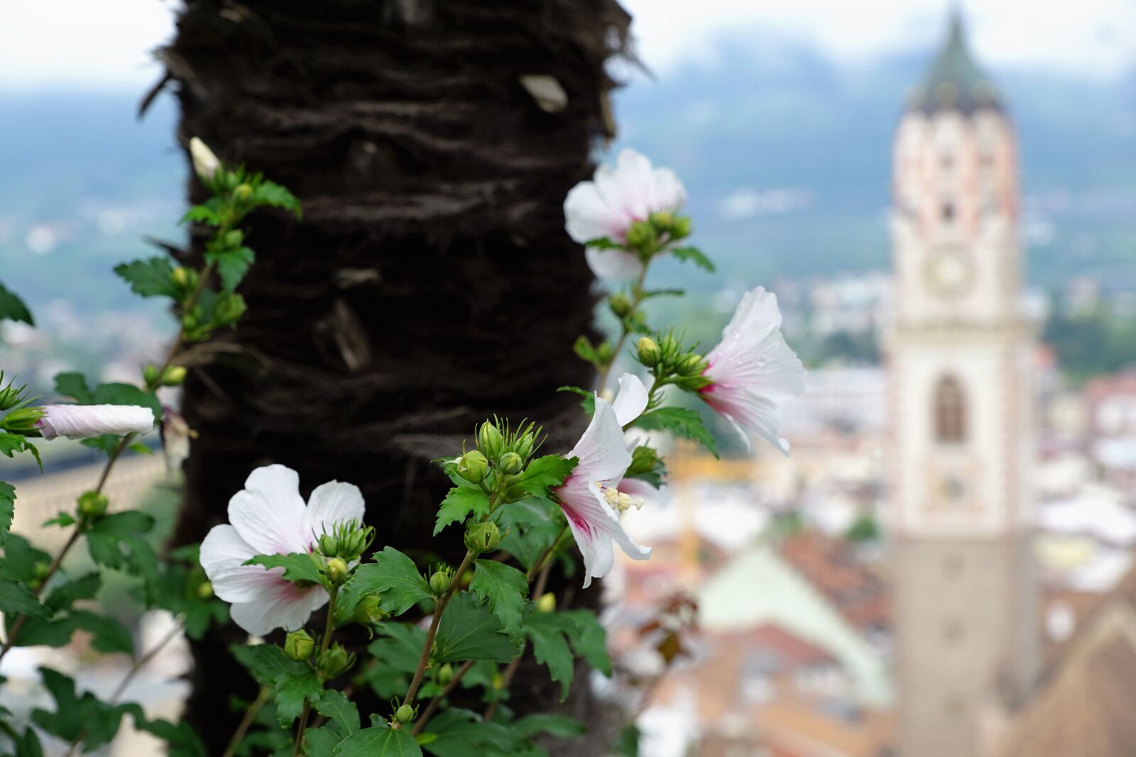 Sony ILCA-77M2 + Sony DT 16-50mm F2.8 SSM sample photo. Flower, architecture, tree photography