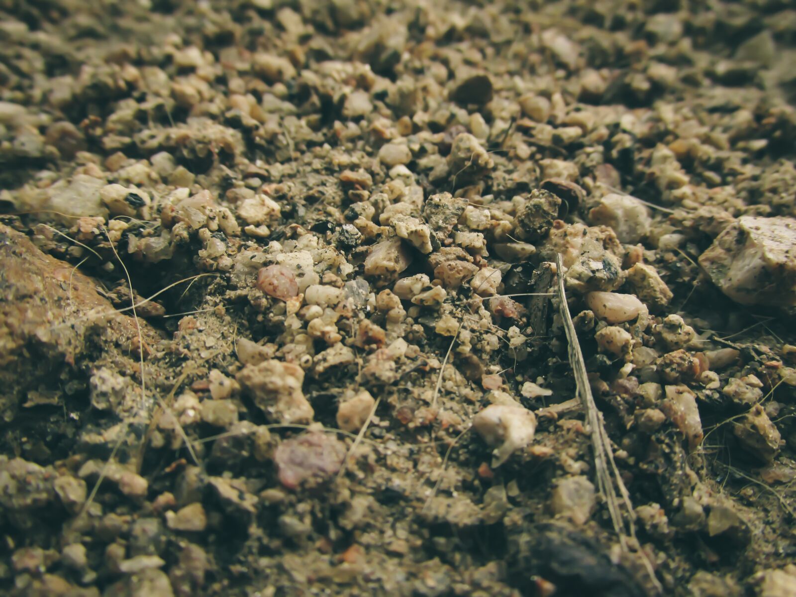 Canon PowerShot SX170 IS sample photo. Earth, nature, garden photography
