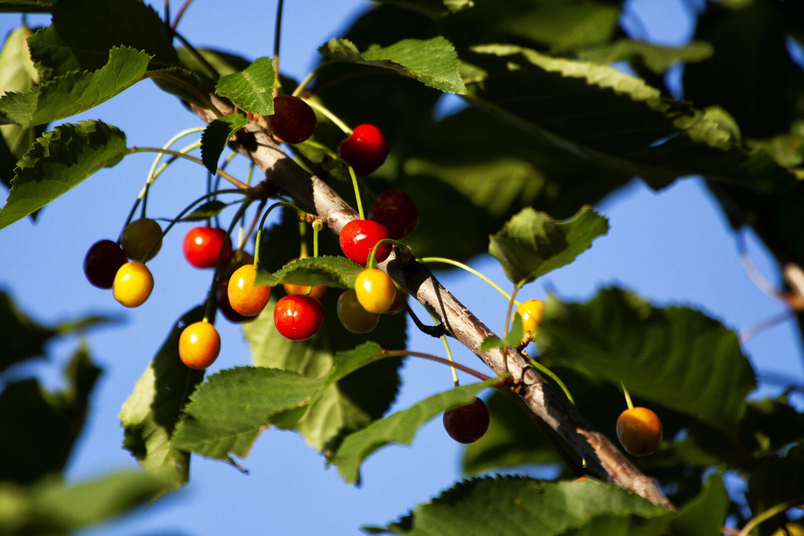 Canon EOS 5D Mark II sample photo. Cherries, cherry, wild photography