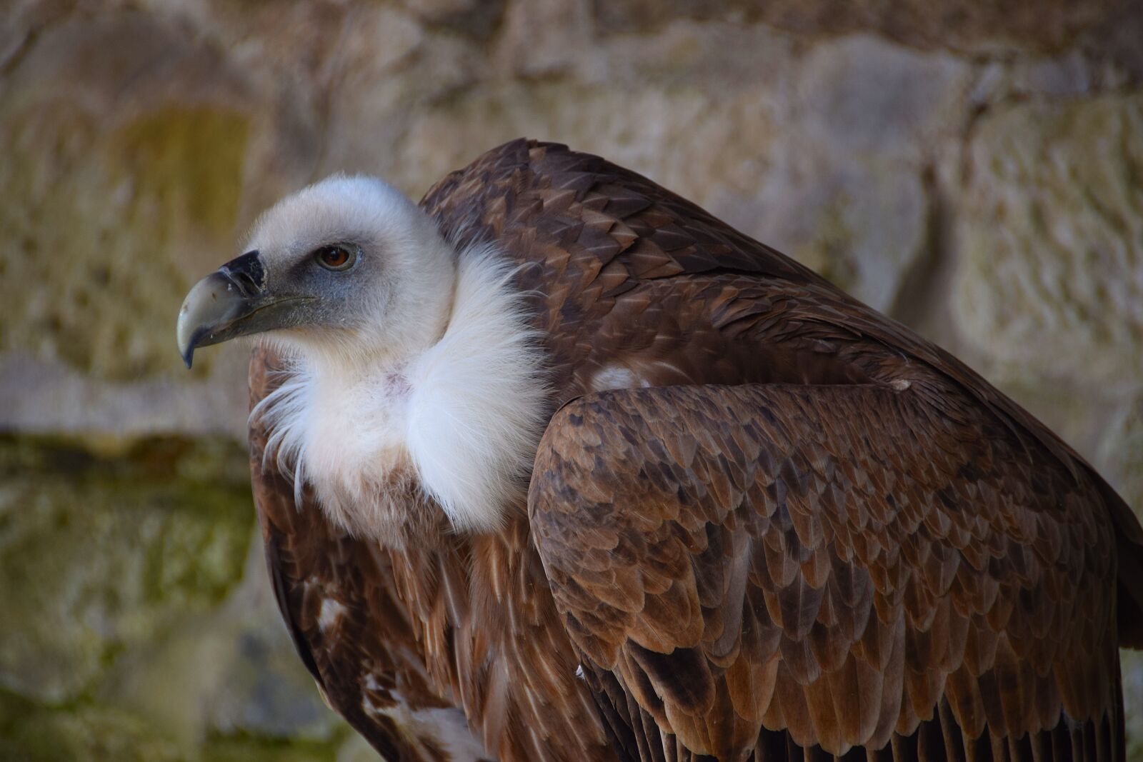 Nikon D3300 sample photo. Vulture, black vulture, raptor photography