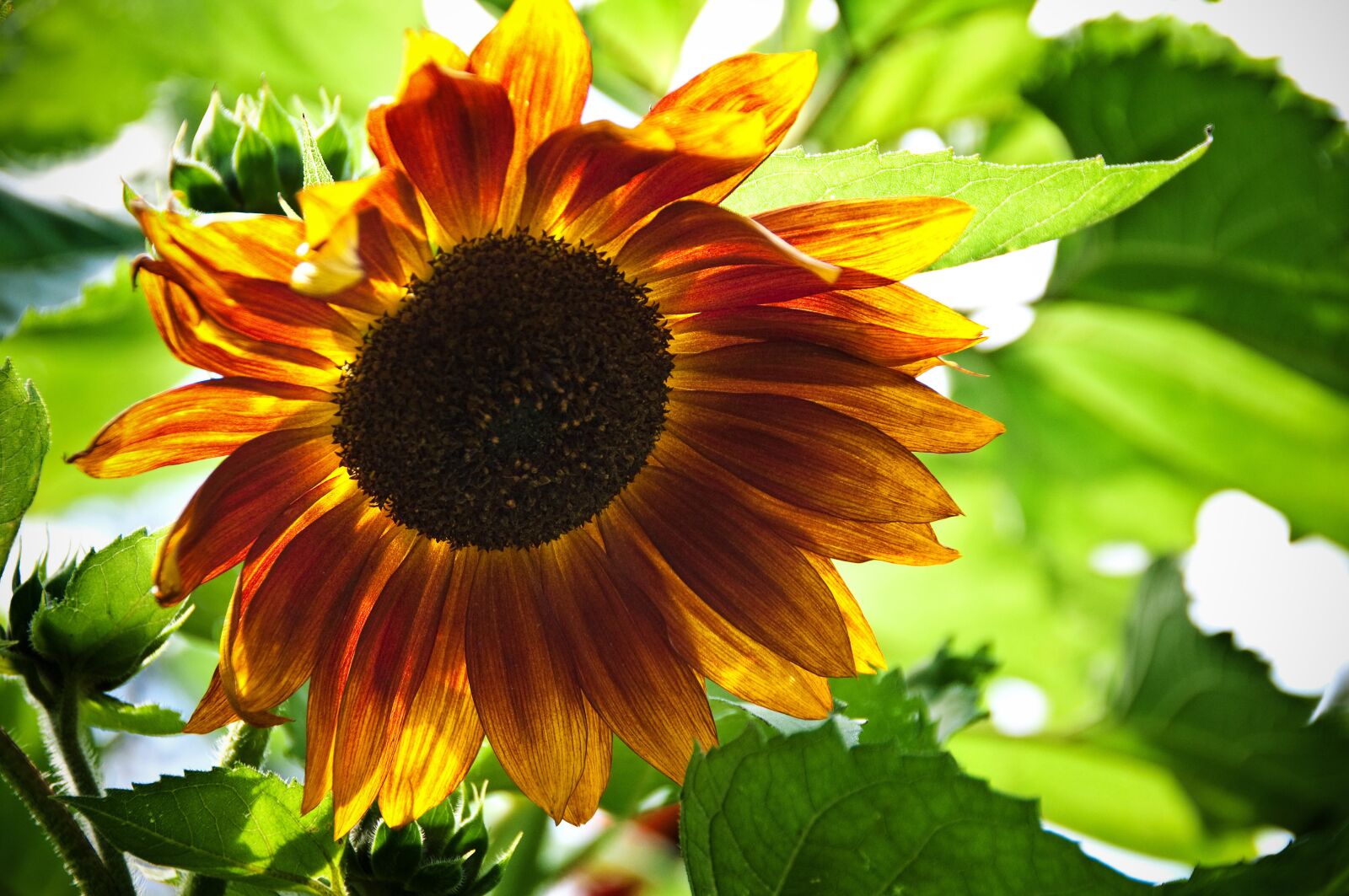 Nikon D90 sample photo. Sunflower, summer, flower photography