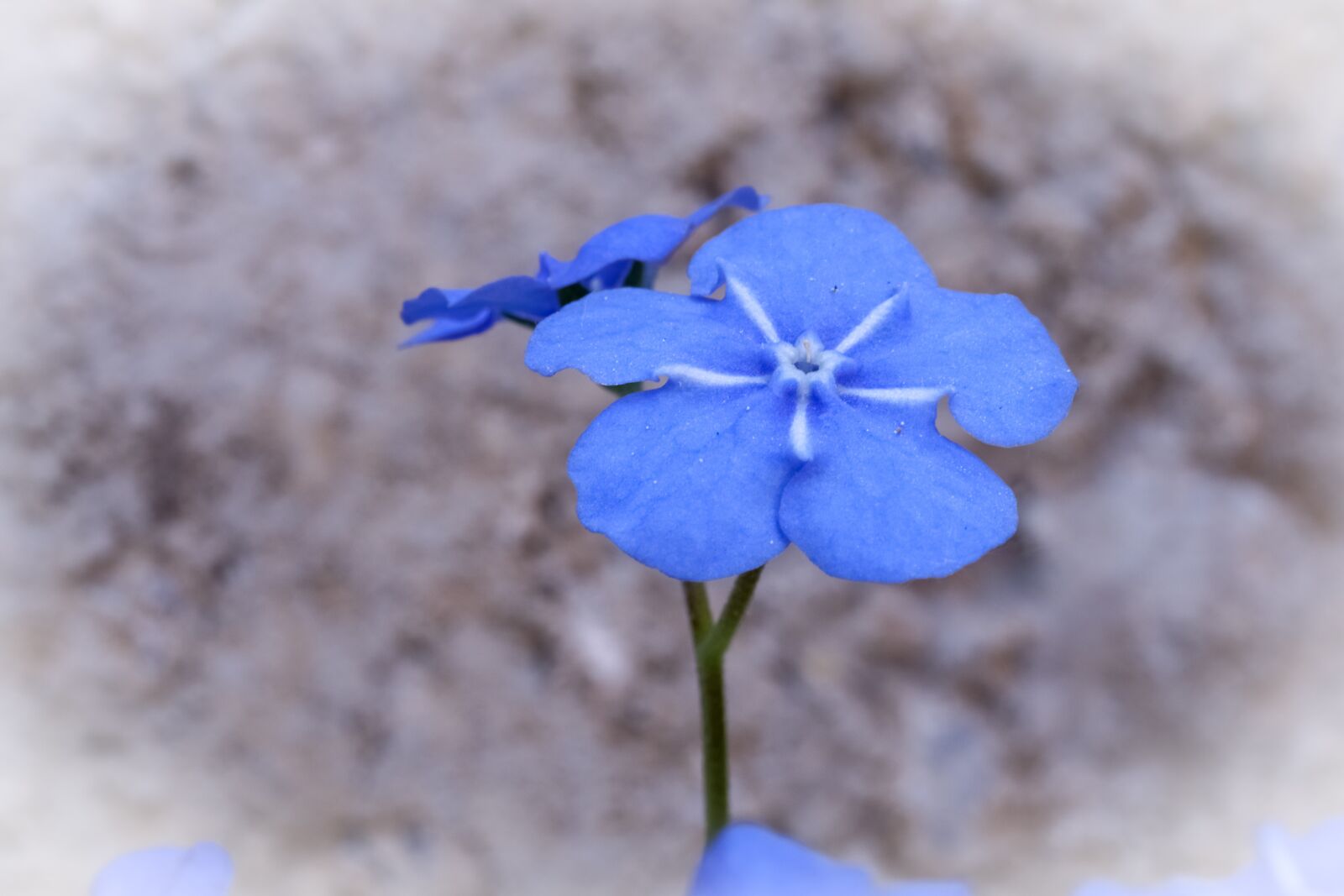 Canon EF-S 60mm F2.8 Macro USM sample photo. Flower, blossom, bloom photography