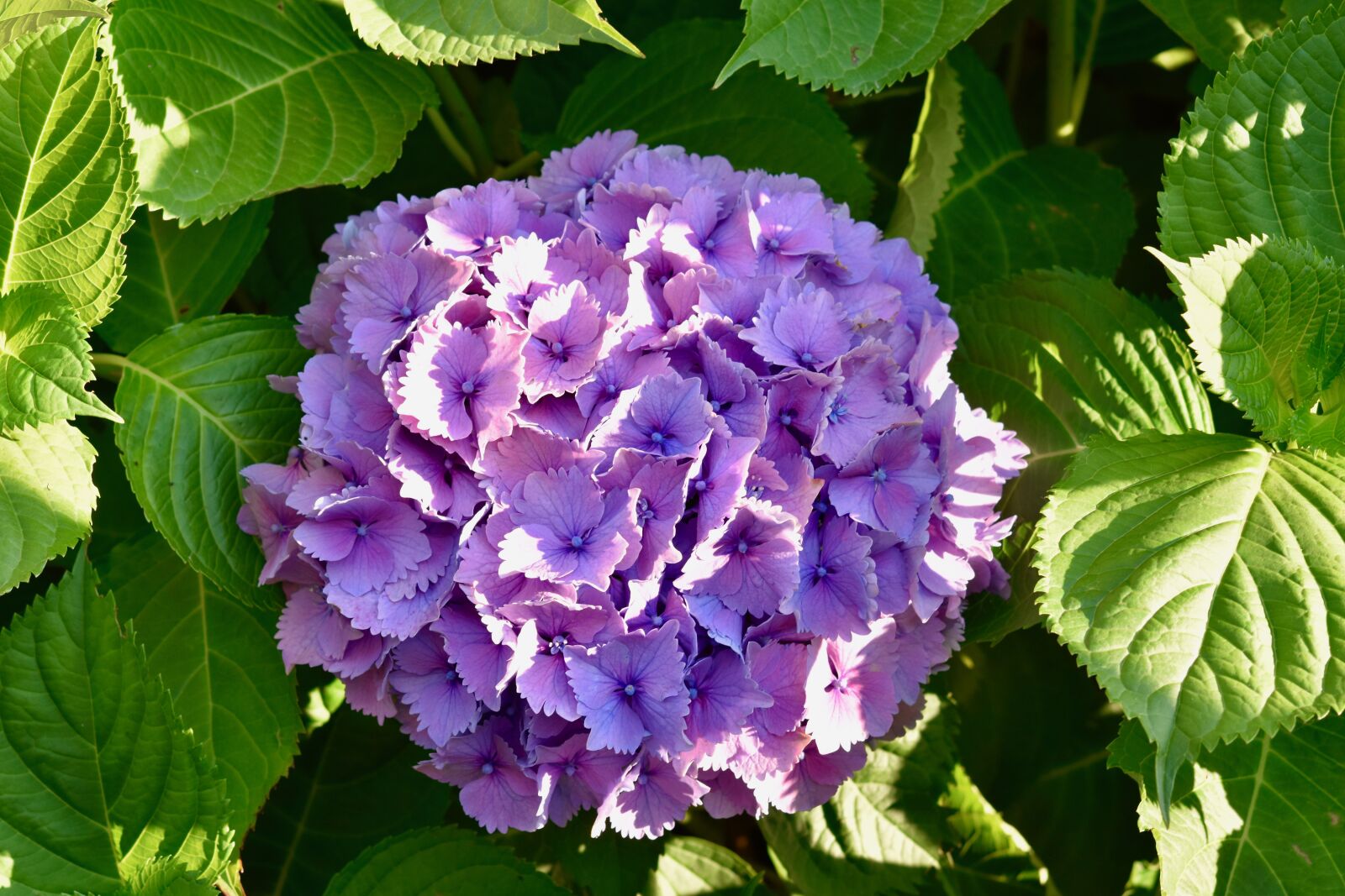 Nikon D5600 sample photo. Flower, flowers, flowers hydrangea photography