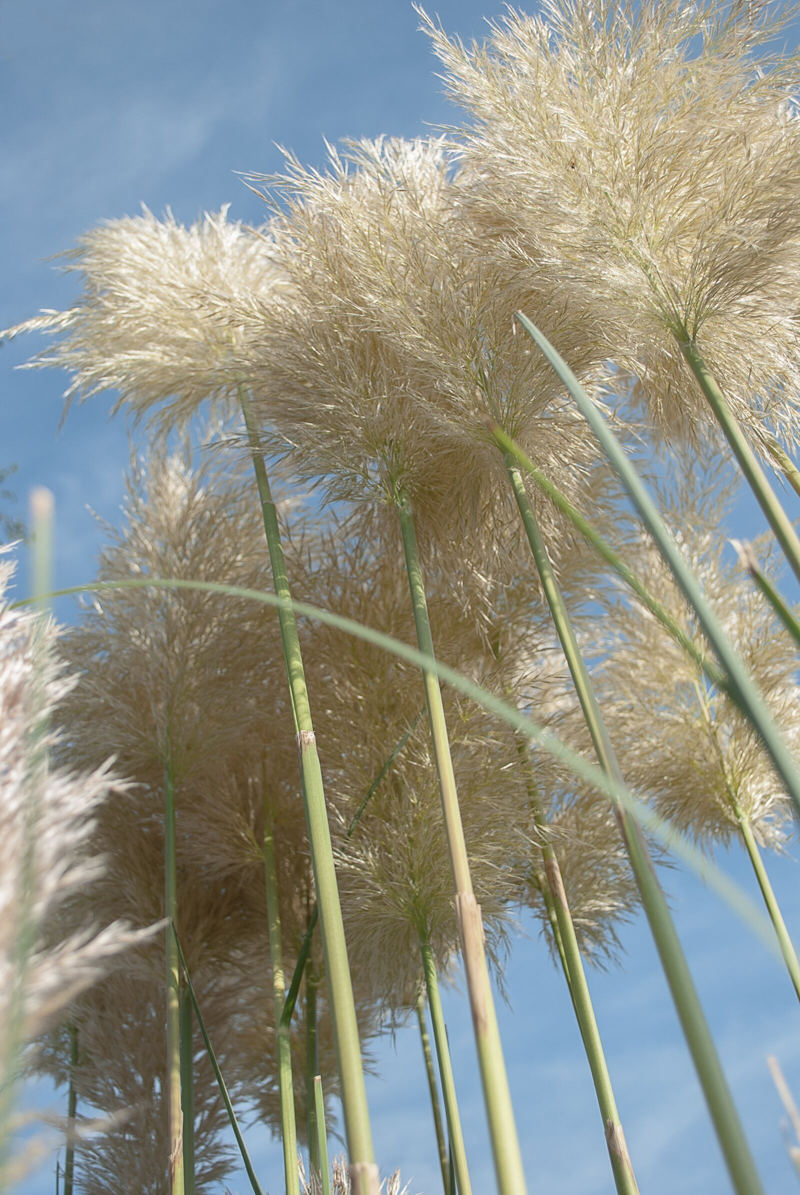 Nikon D3000 sample photo. Pampas grass, ornamental grasses photography
