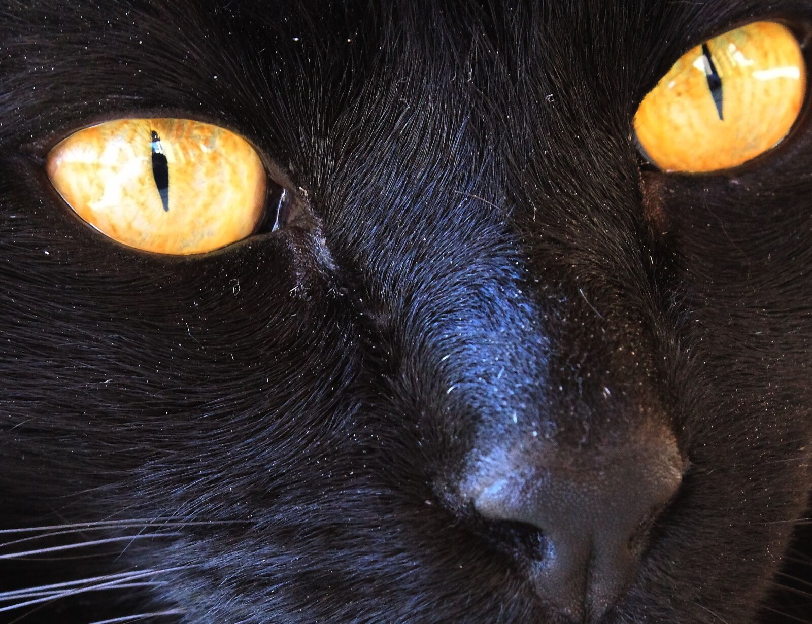 Canon EOS 1300D (EOS Rebel T6 / EOS Kiss X80) sample photo. Black cat, cat, yellow photography