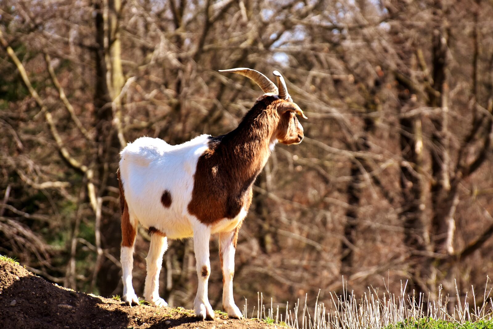 Nikon D7200 sample photo. Billy goat, play, animals photography