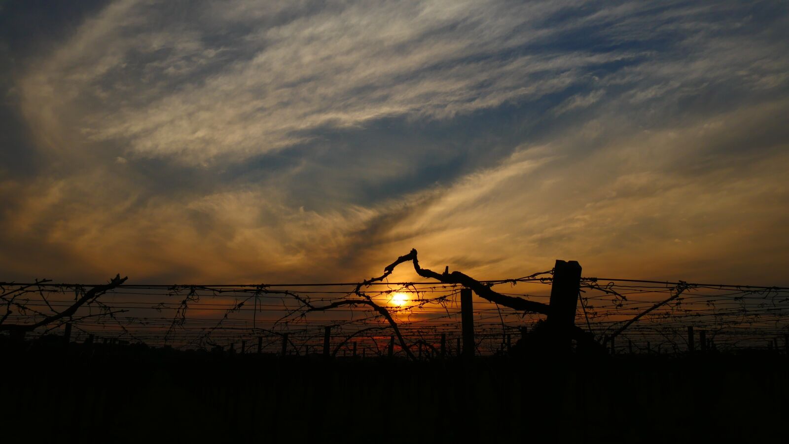 Panasonic Lumix DMC-GH4 sample photo. Sunset, cloud, vines photography