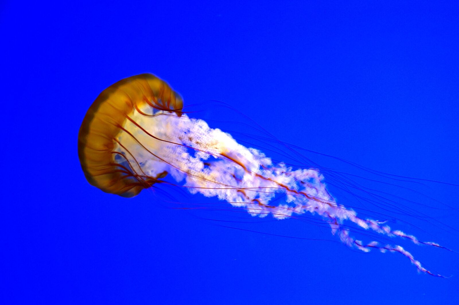 Pentax *ist DS sample photo. Jellyfish, aquarium, schirmqualle photography