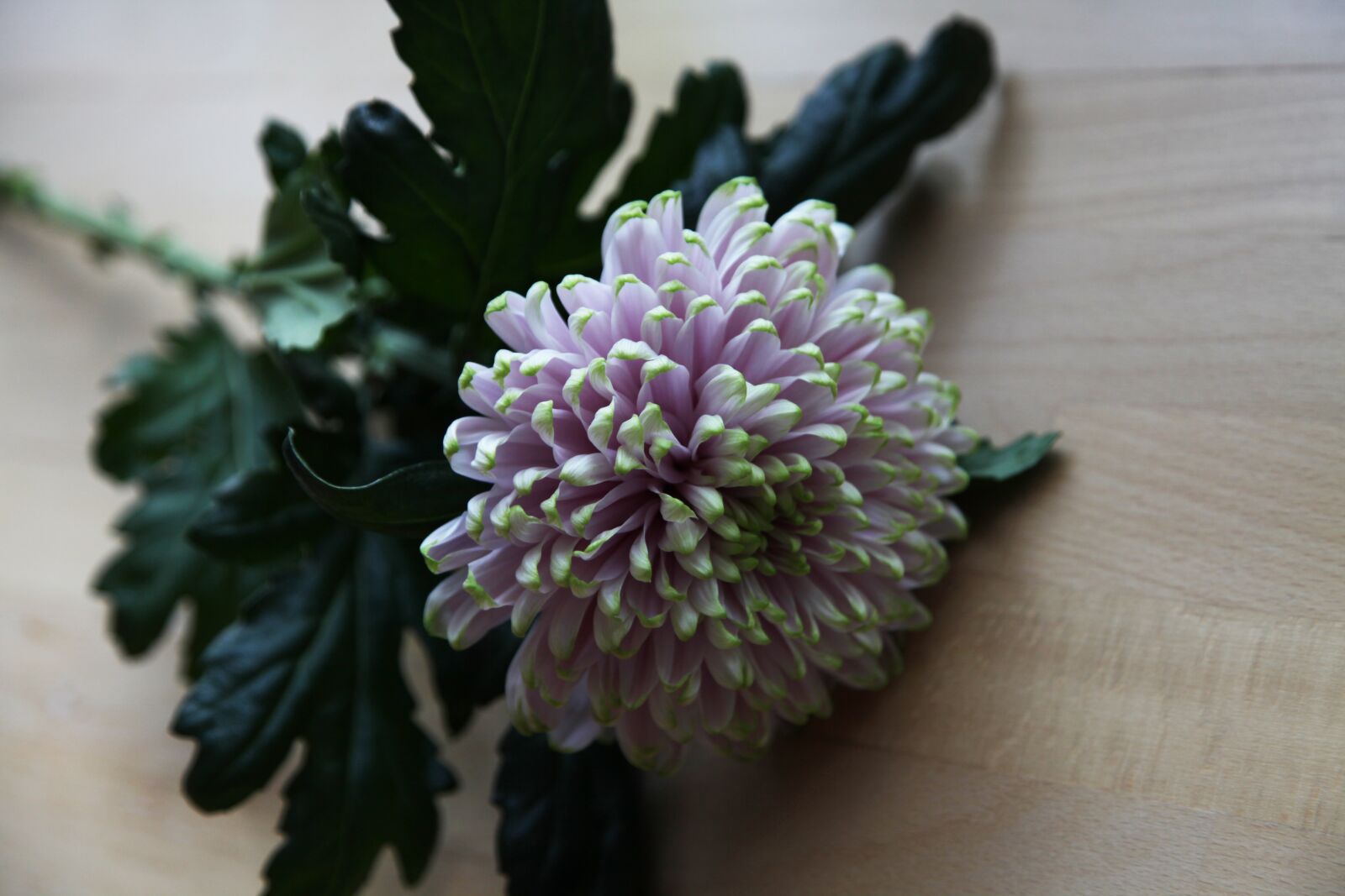 Canon EOS 5D Mark II sample photo. White, chrysanthemum, flower photography