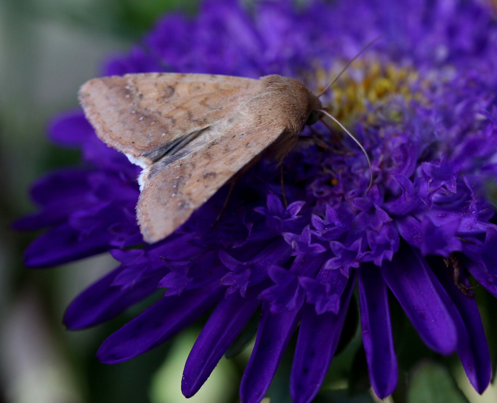 Canon EF-S 60mm F2.8 Macro USM sample photo. Butterfly, flower, mov photography