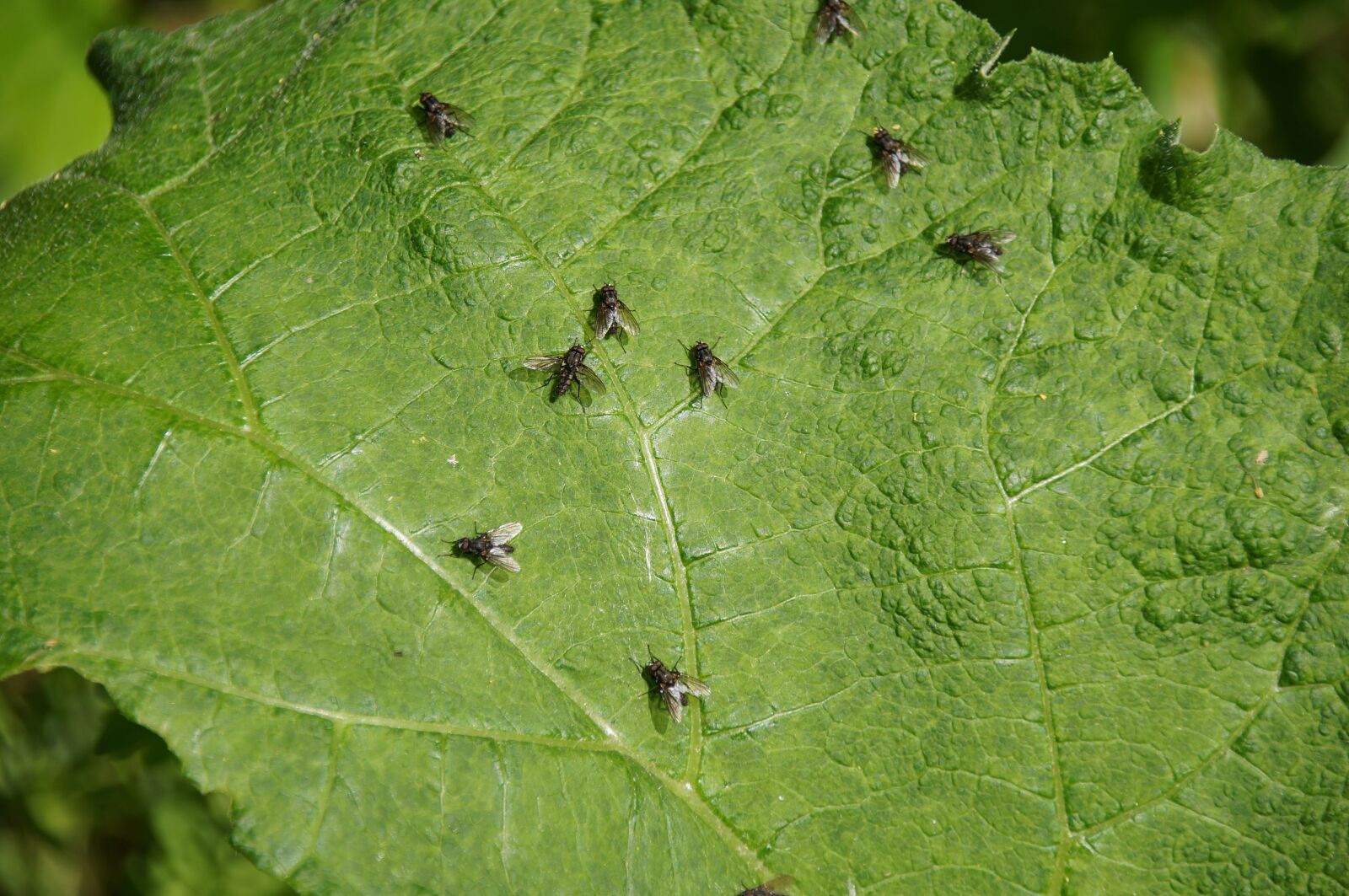 Sony SLT-A57 sample photo. Fly, insect, leaf photography