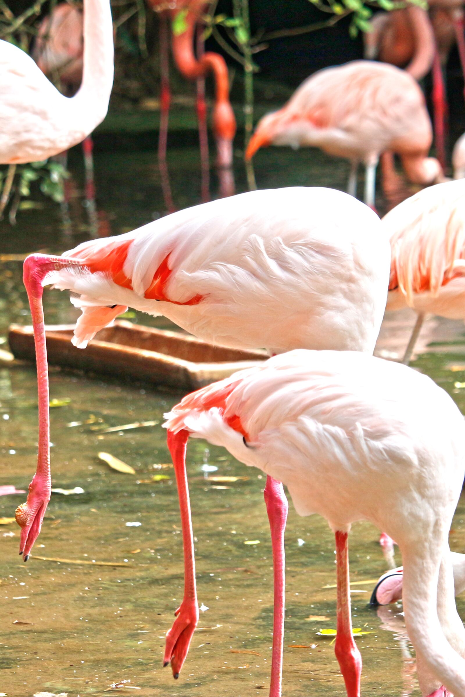 Canon EF-S 55-250mm F4-5.6 IS STM sample photo. Flamingo, pink, water bird photography