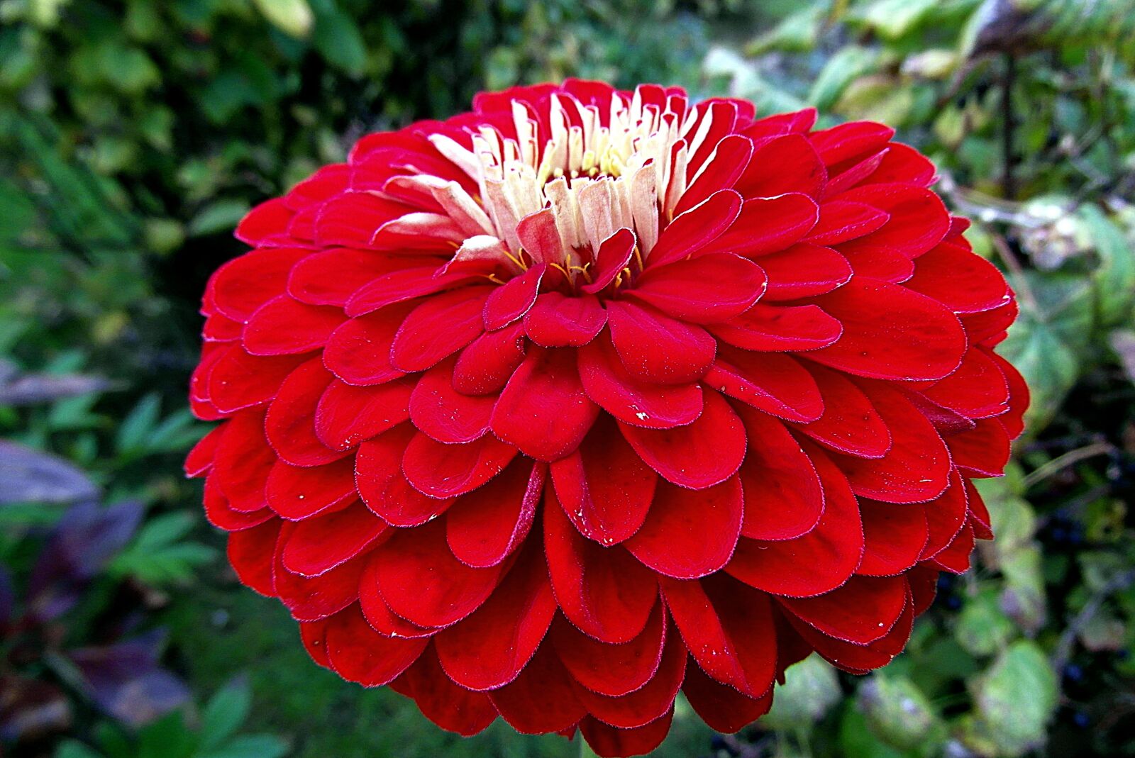 Samsung WB750 sample photo. Zinnia, flower, red photography