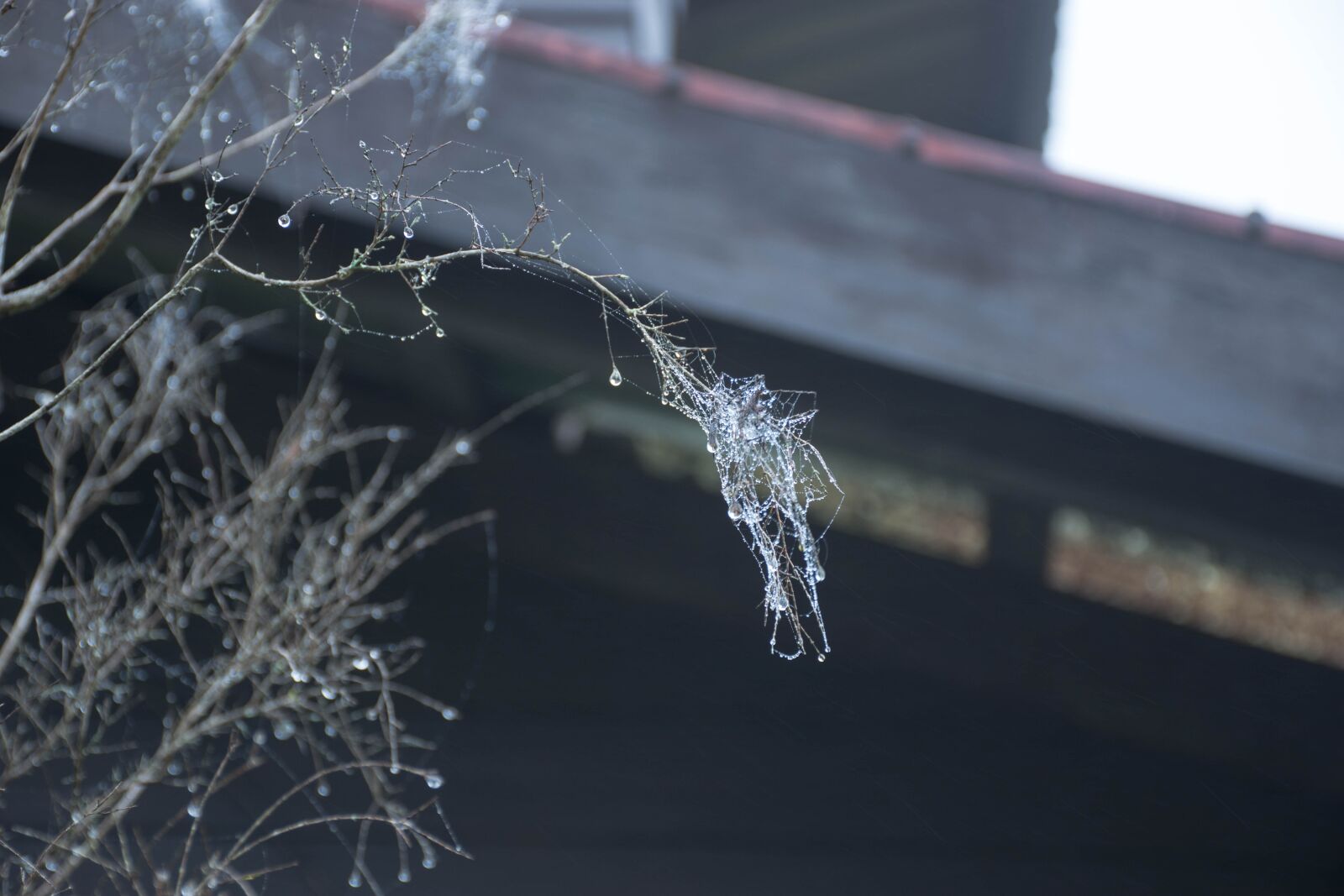 Nikon D7200 sample photo. Dew, drops of water photography