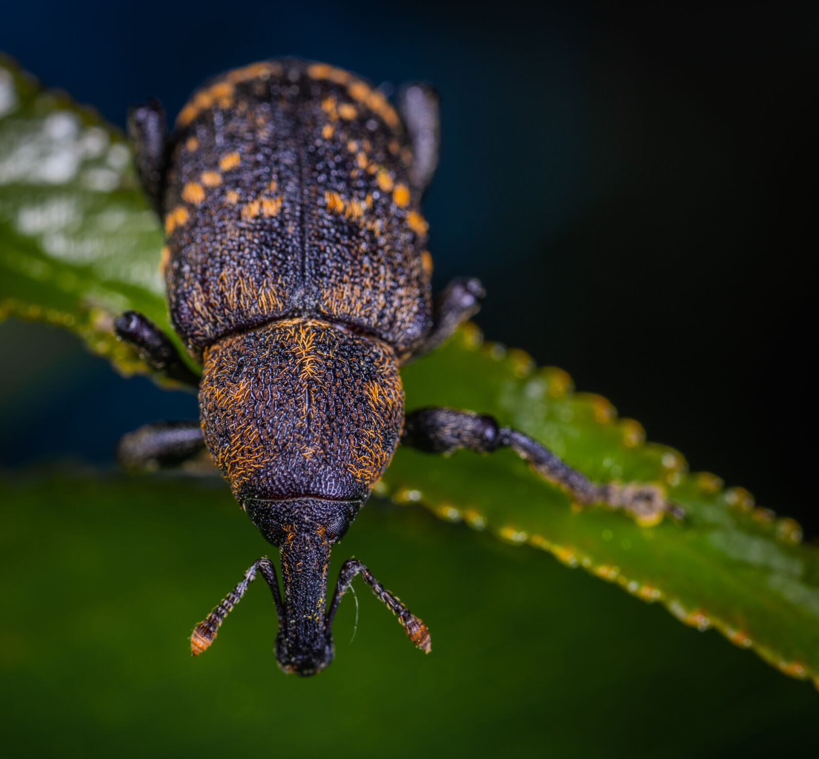 #124 65/2.8 sample photo. Beetle, insect, coleoptera photography