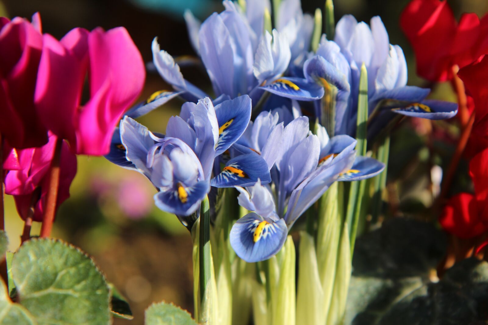 Canon EOS 600D (Rebel EOS T3i / EOS Kiss X5) sample photo. Iris blue, iris, plants photography