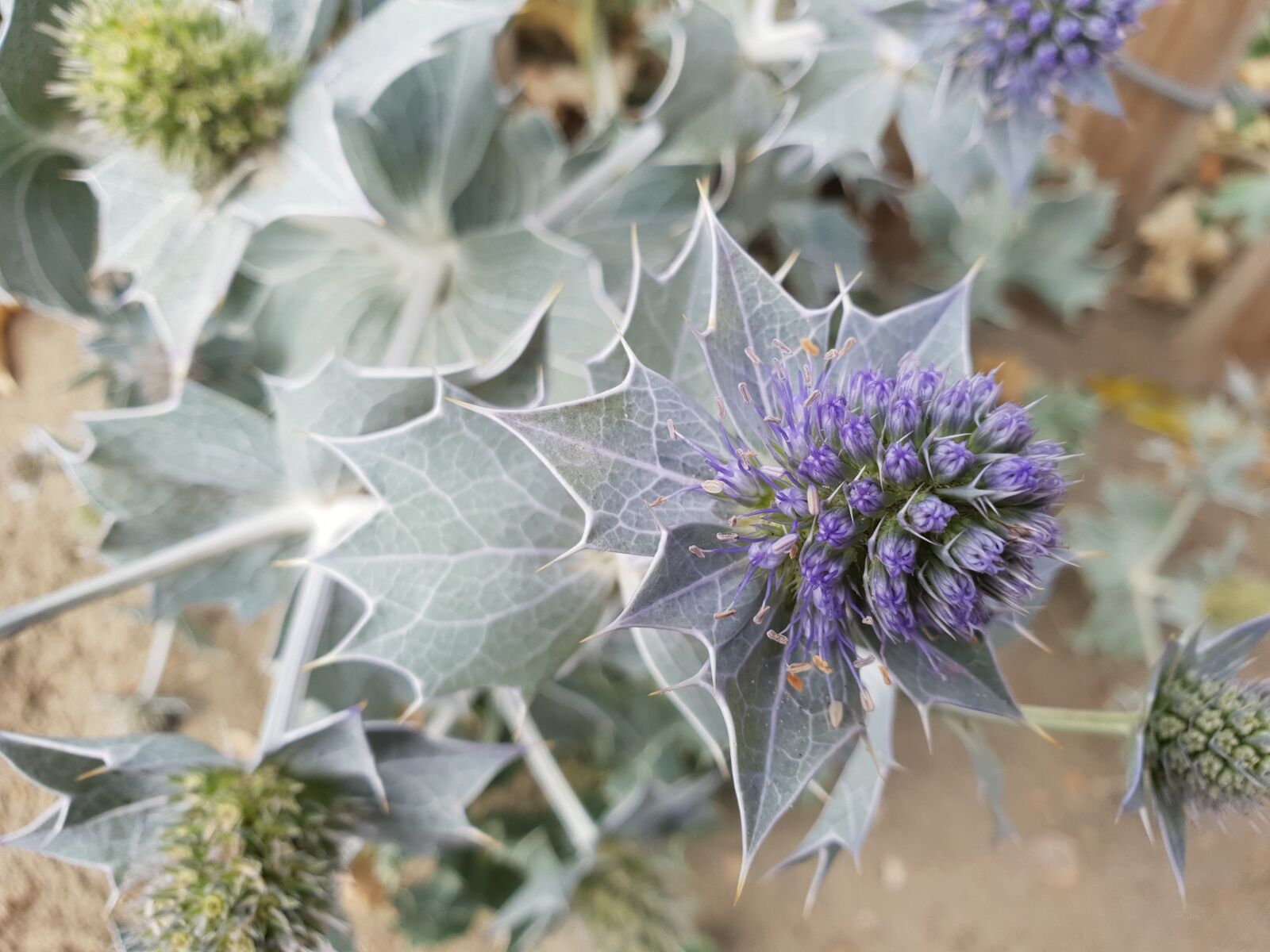 Samsung Galaxy S9 sample photo. Plant, dune, purple photography
