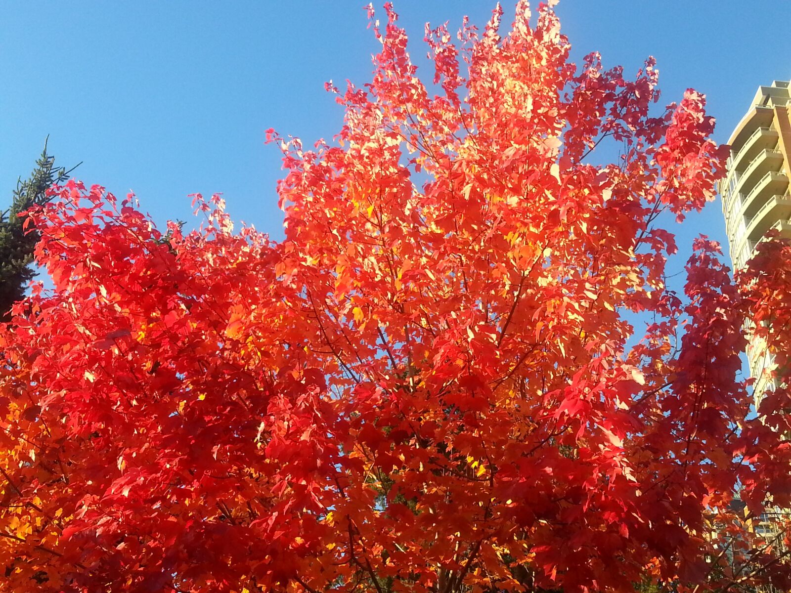 Samsung Galaxy S3 sample photo. Maple leafe, nature, colour photography