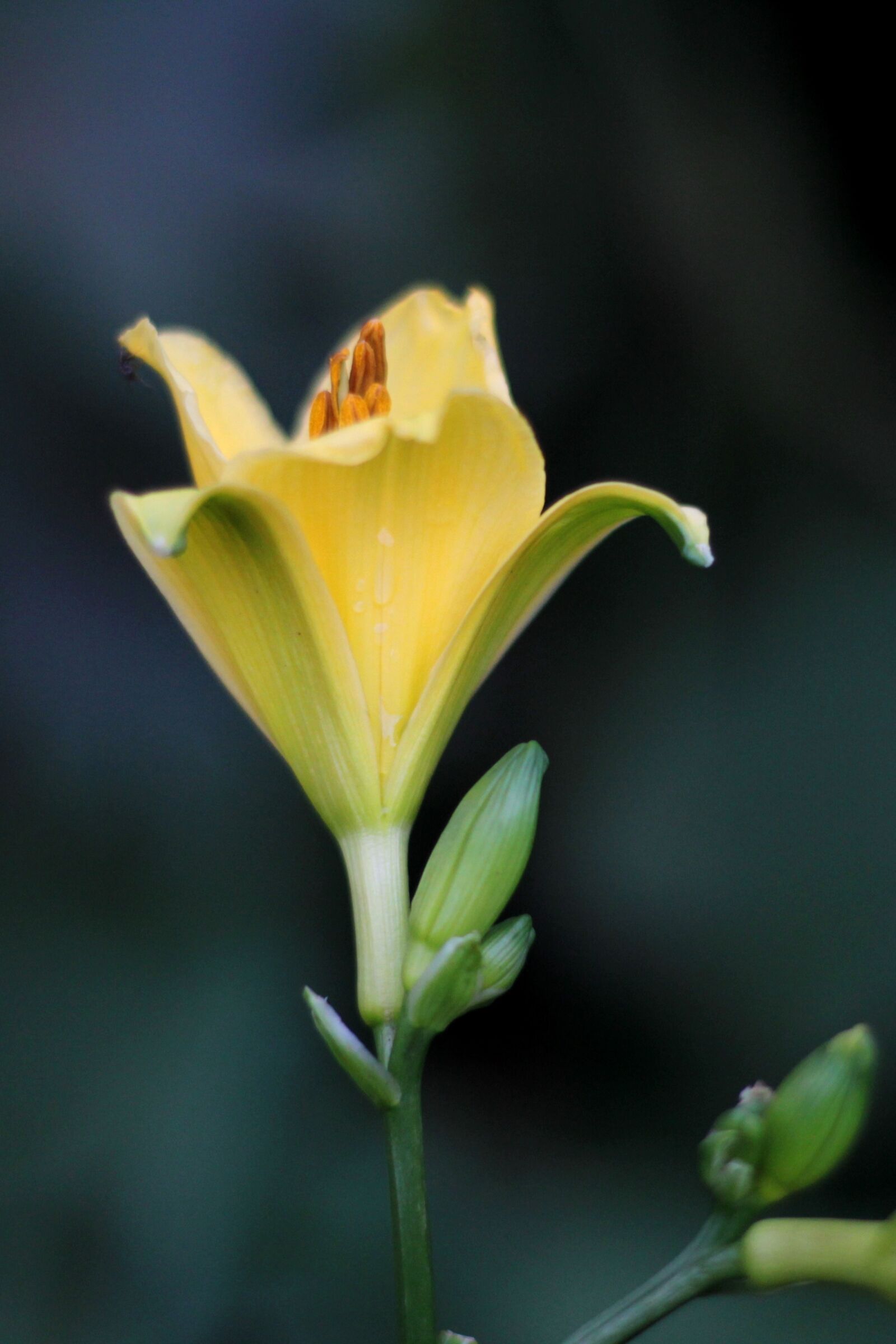 Canon EOS 600D (Rebel EOS T3i / EOS Kiss X5) sample photo. Hemerocallis, daylily, yellow photography