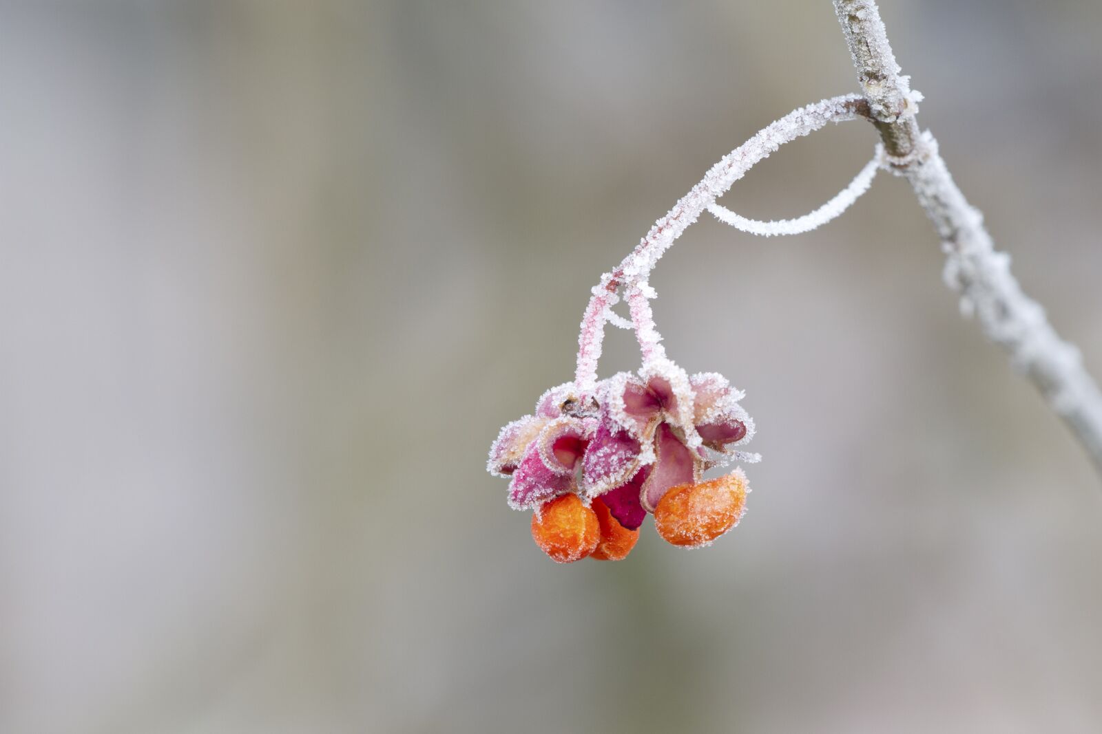 Canon EOS 7D sample photo. Spindle, hoarfrost, winter photography