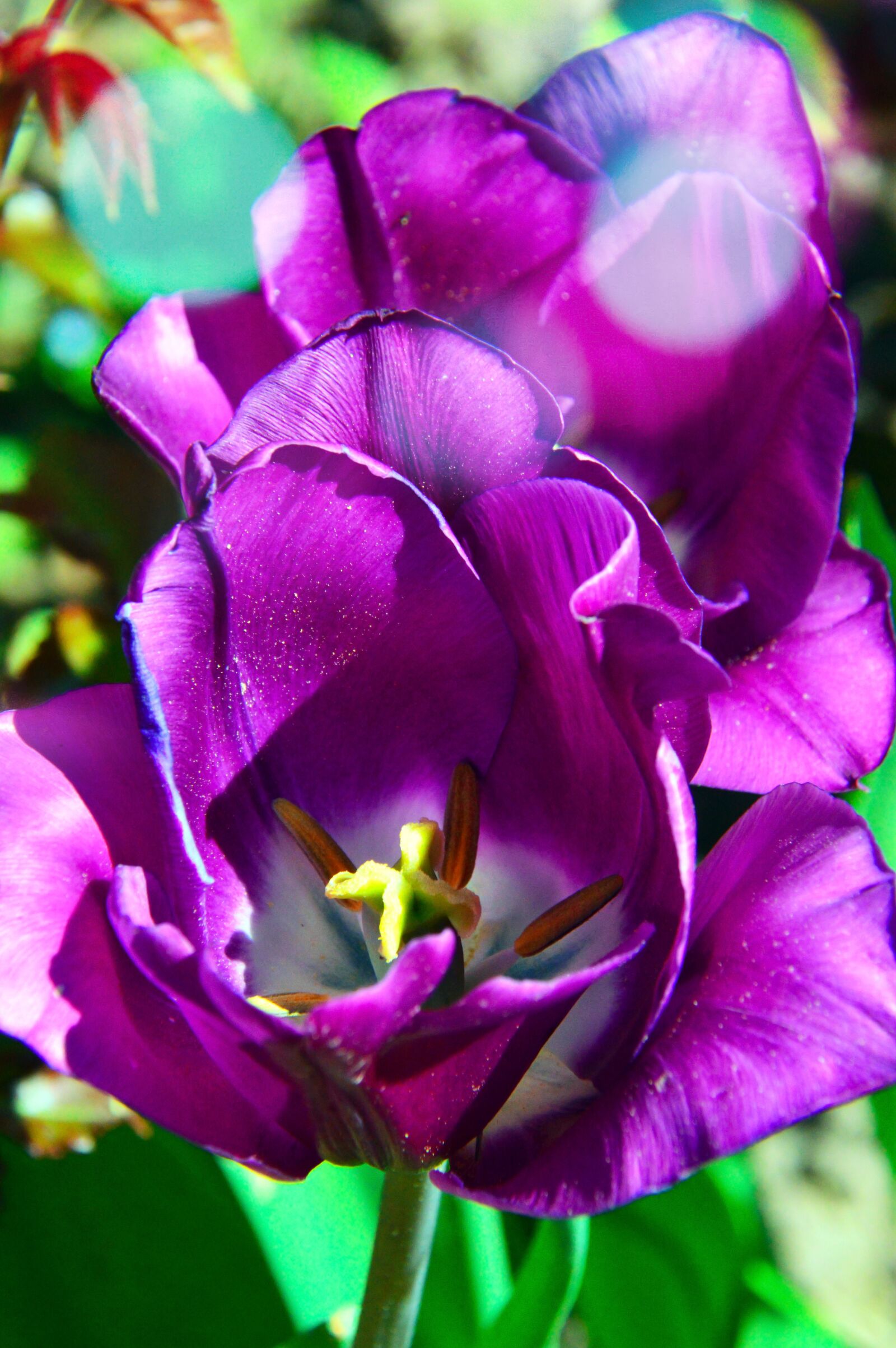 Nikon D3200 sample photo. Flower, nature, plant photography