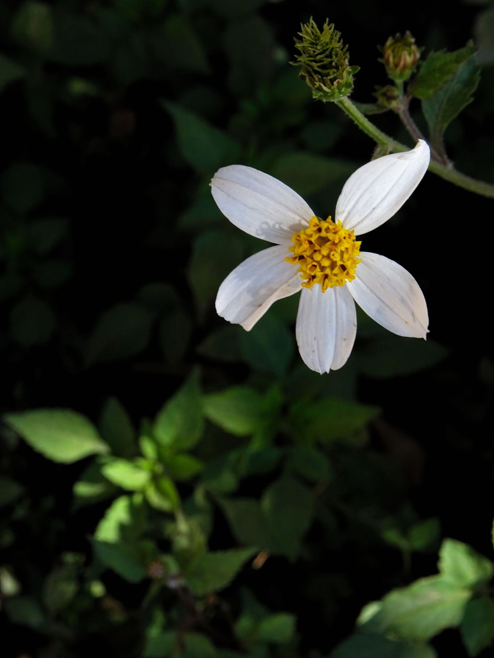Sony DSC-HX60 sample photo. Bidens alba, white, flower photography