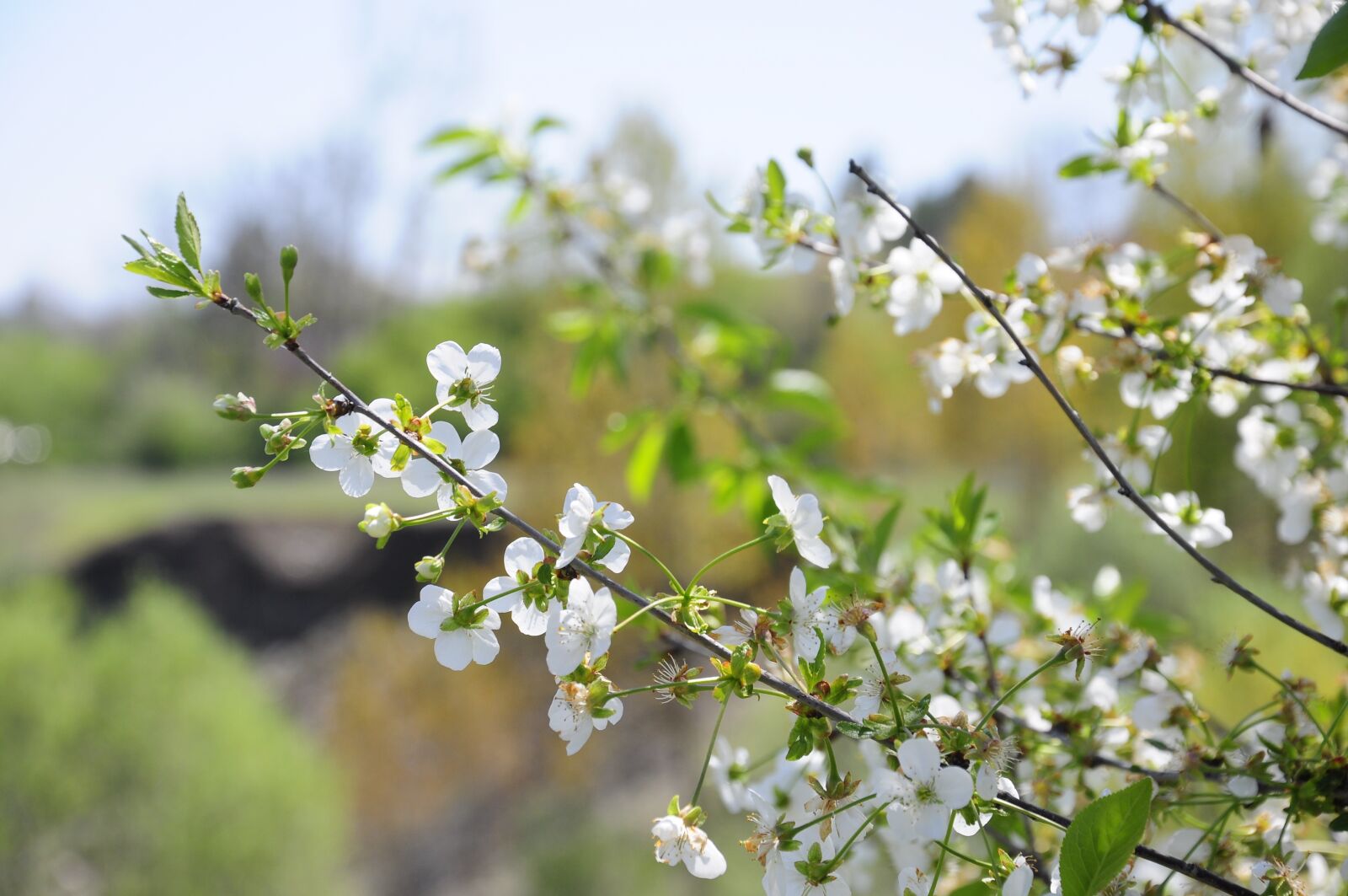 Nikon D90 sample photo. Spring, flower, network photography