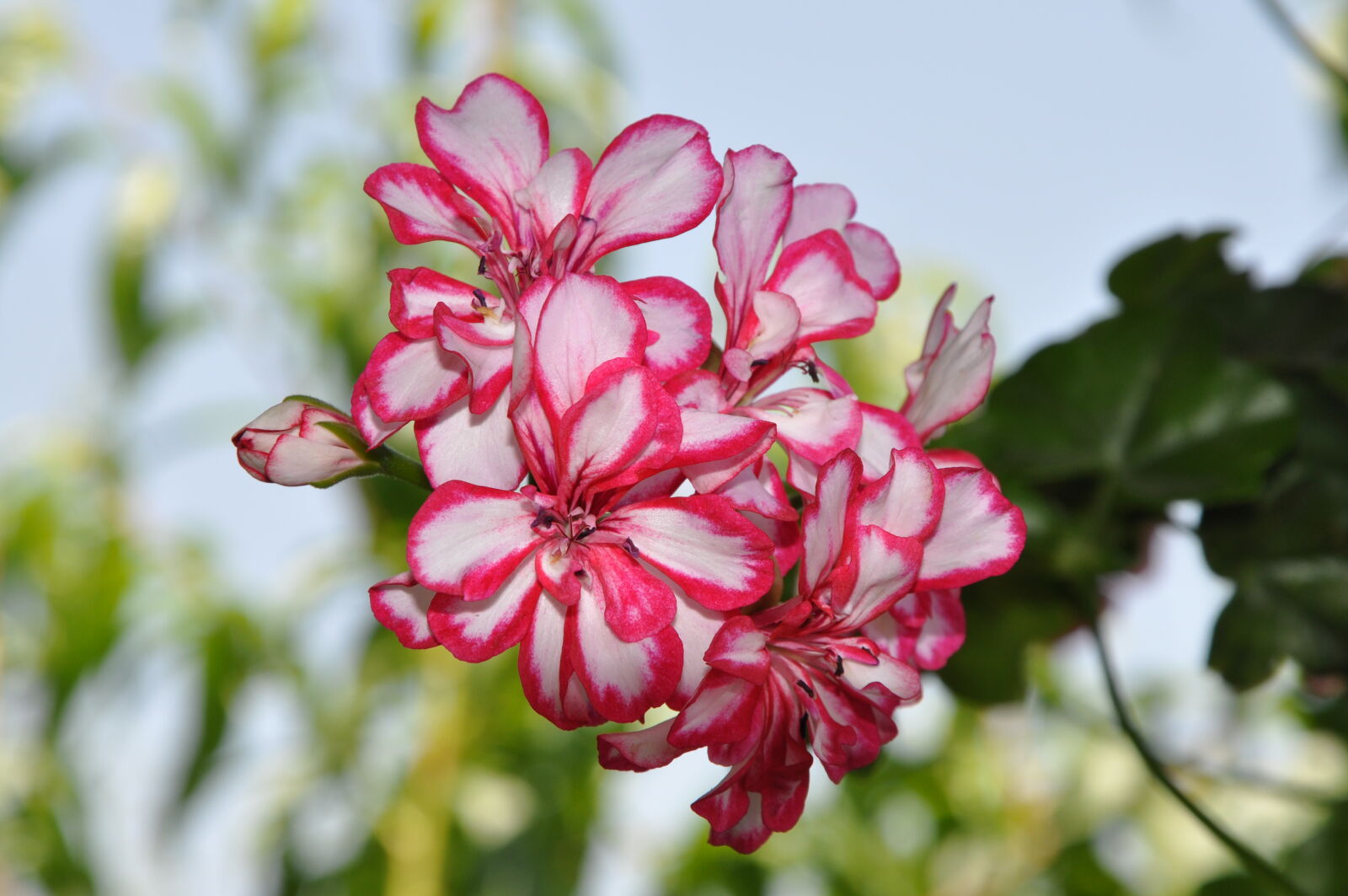 Nikon D90 sample photo. Beautiful, flowers, pink, flower photography