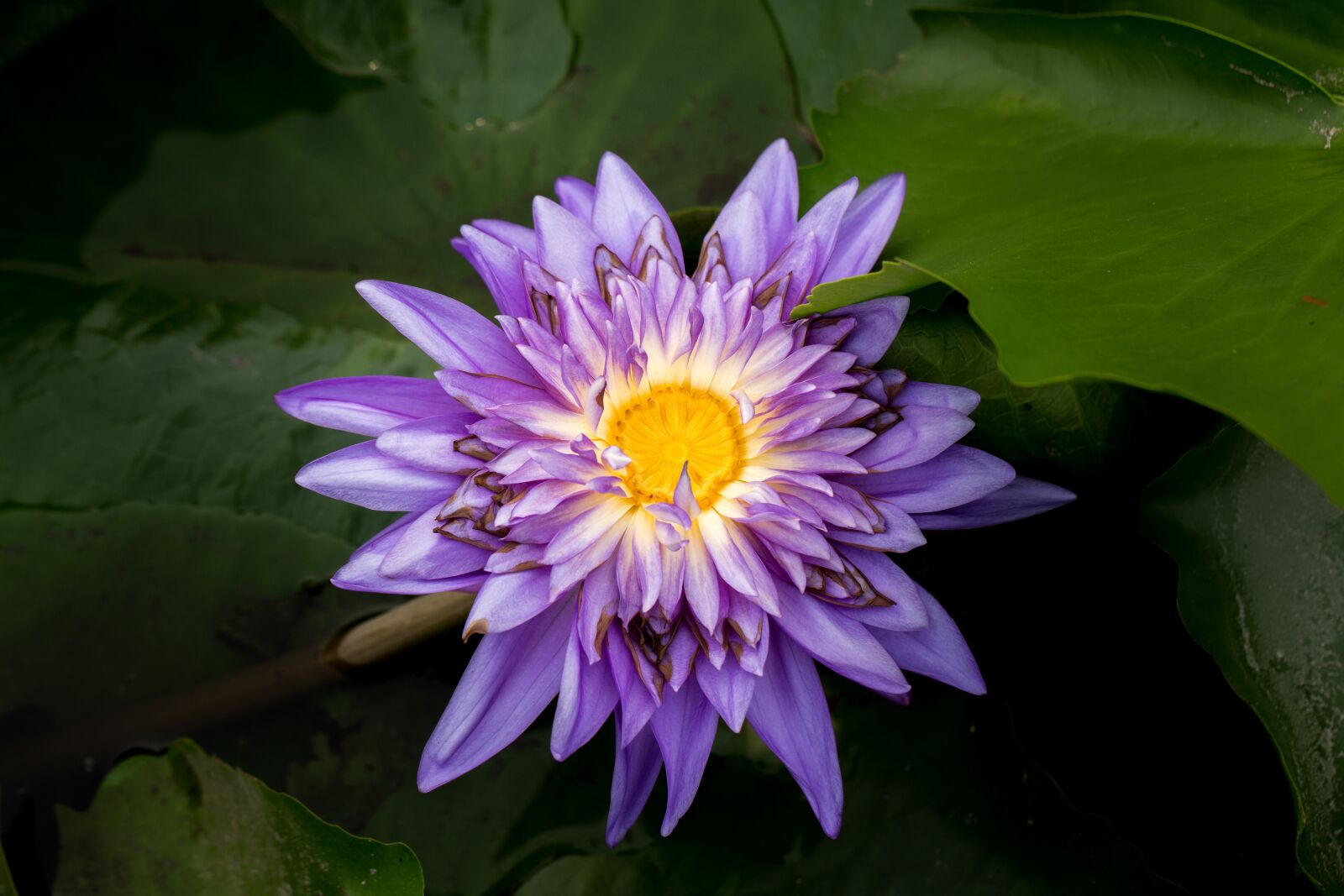 Canon EF 100mm F2.8L Macro IS USM sample photo. Water lily, nuphar lutea photography