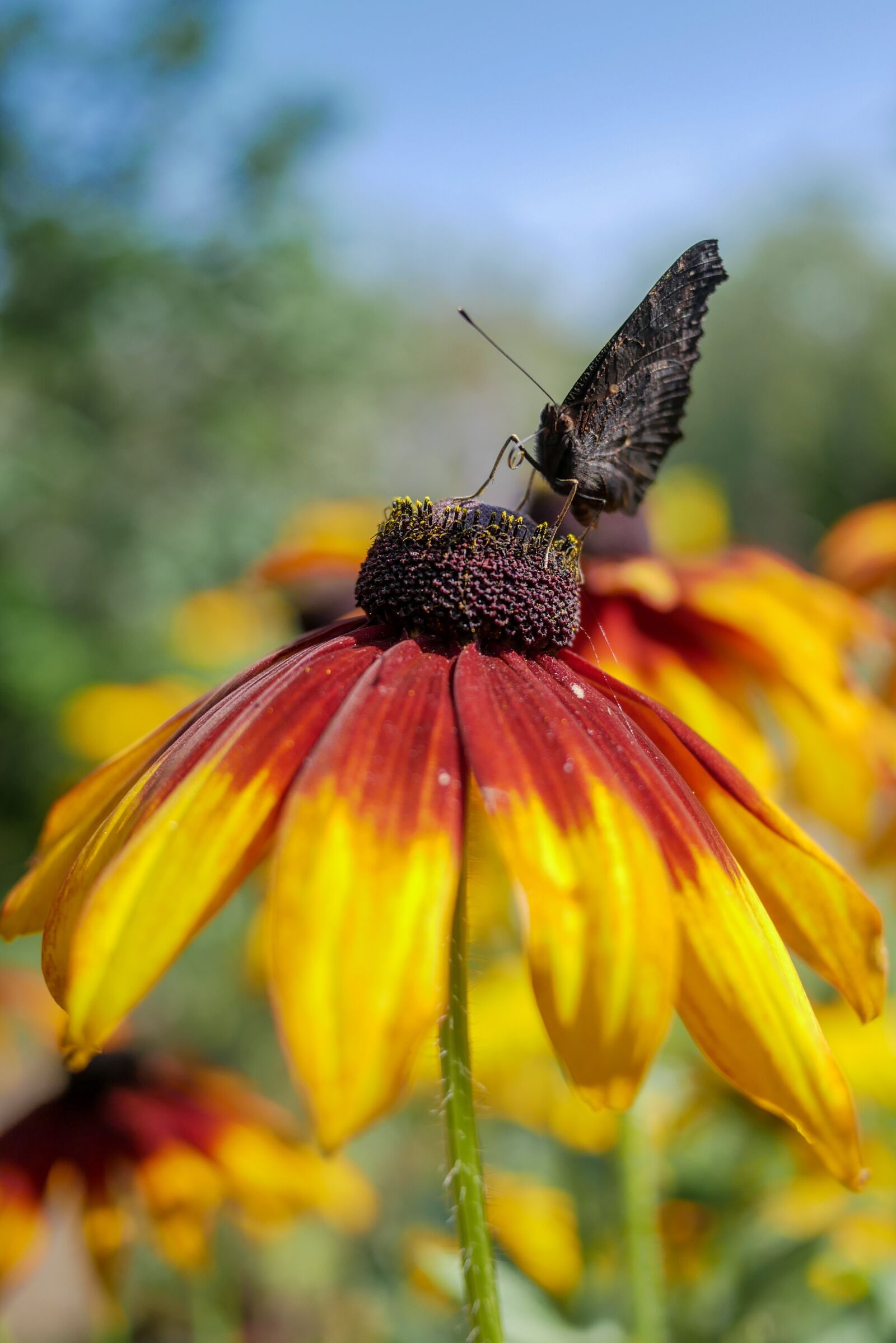 LUMIX G 20/F1.7 II sample photo. Butterfly, flower, yellow photography