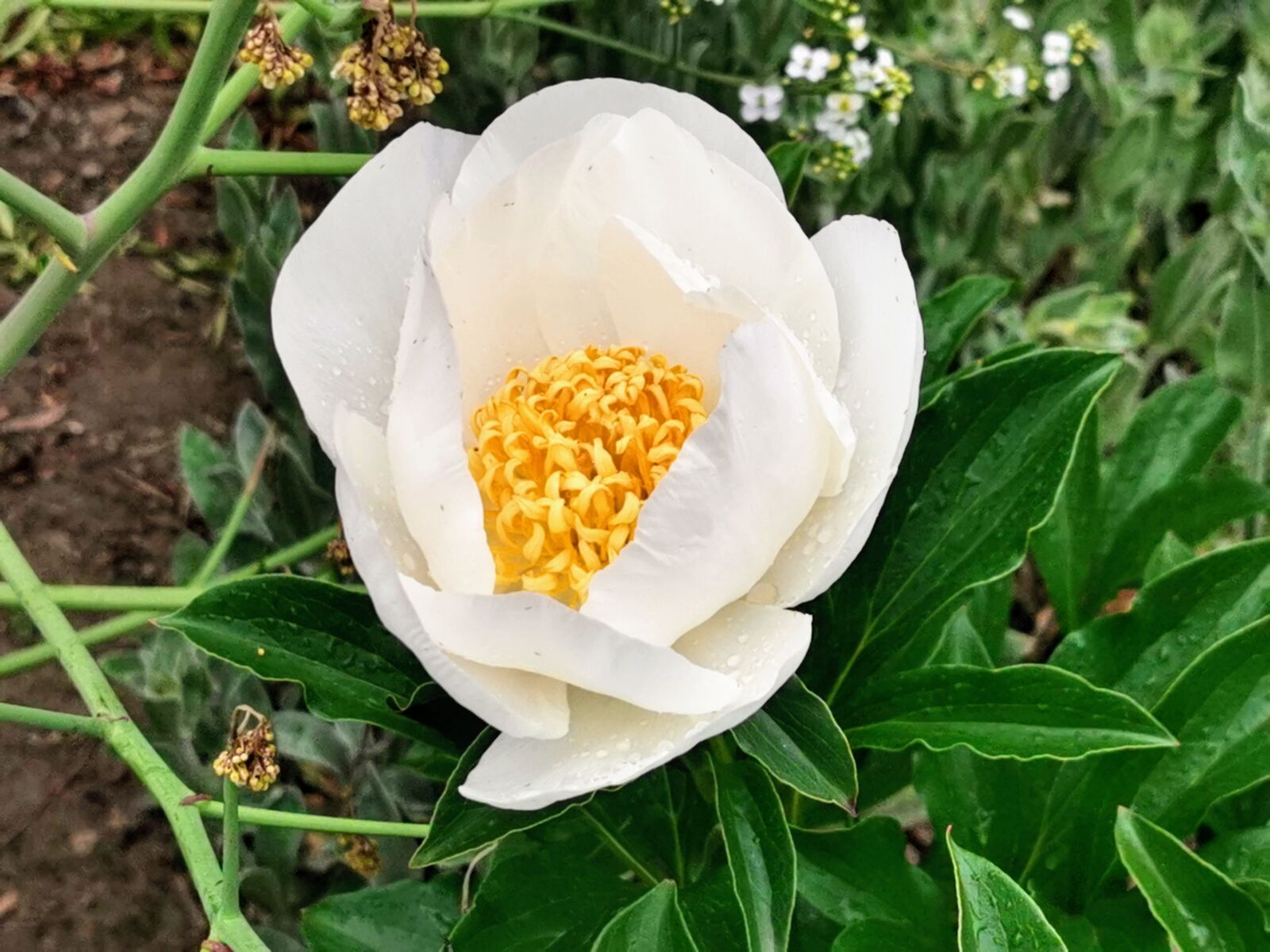 HUAWEI P30 Pro sample photo. Flowers, new zealand, magnolia photography