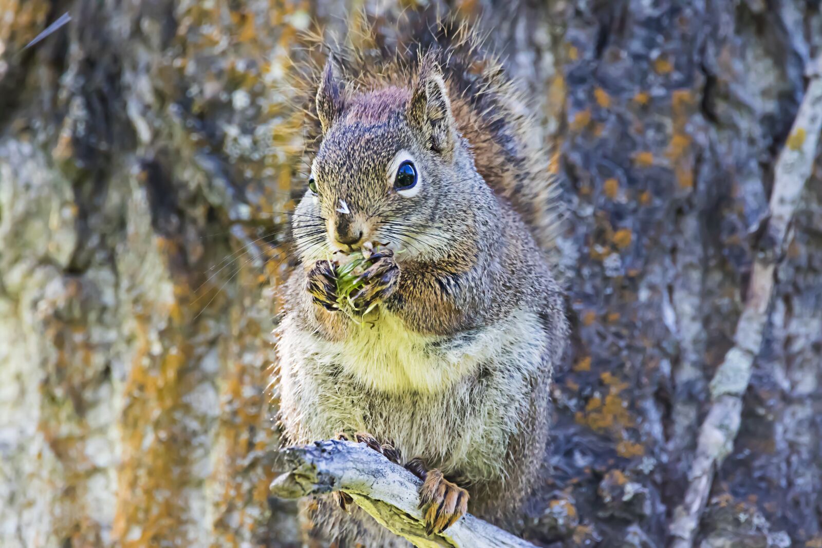 Canon EOS 7D Mark II sample photo. Squirrel, cute, nature photography