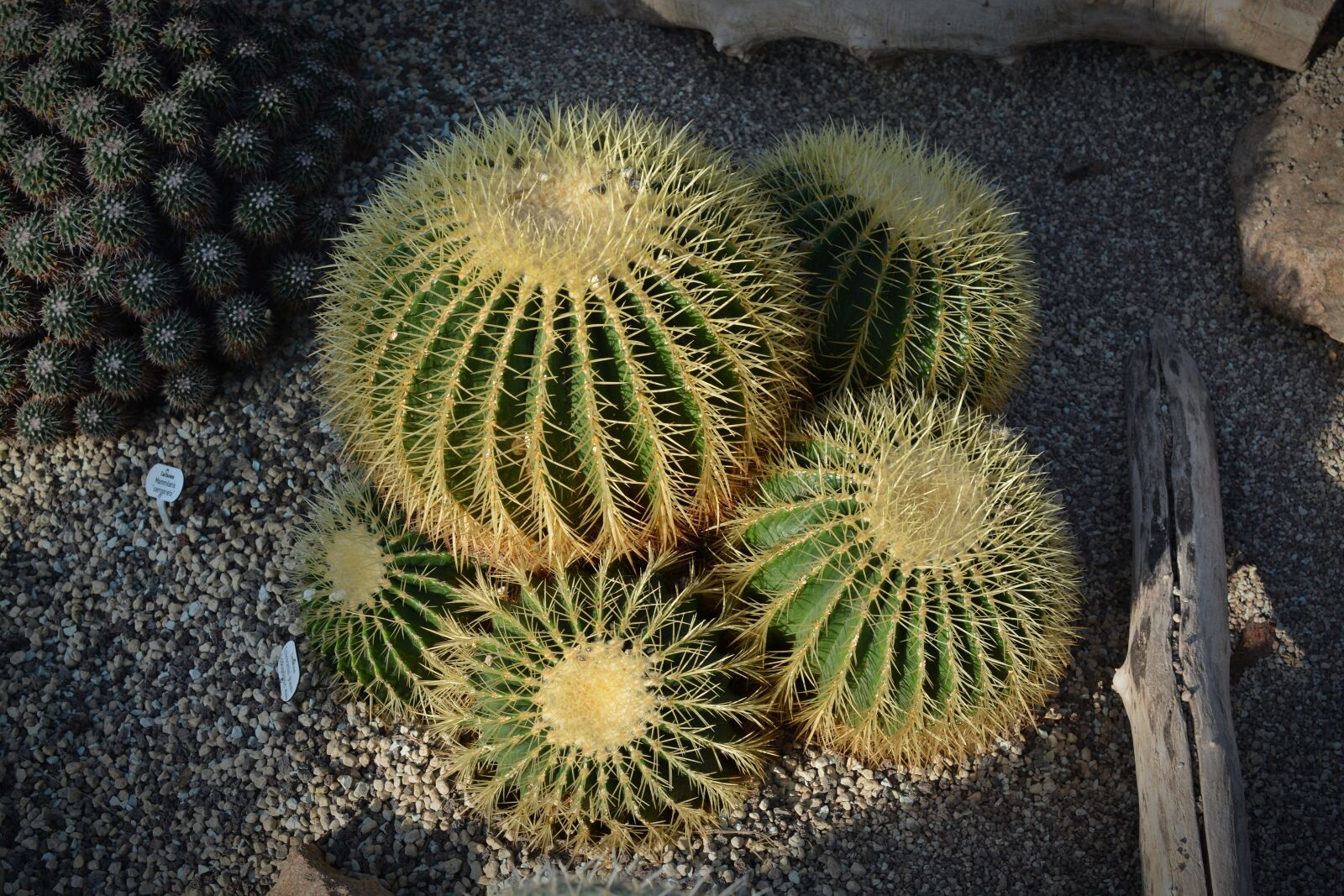 Nikon D5200 sample photo. Cactus, plant, prickly photography