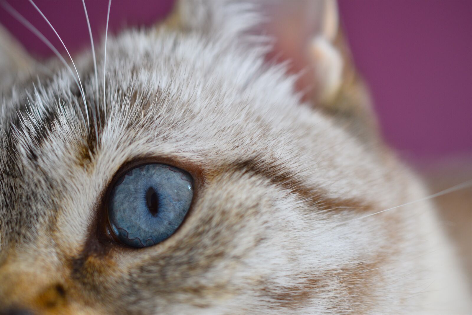 Nikon D5600 sample photo. Eye, cat, blue photography