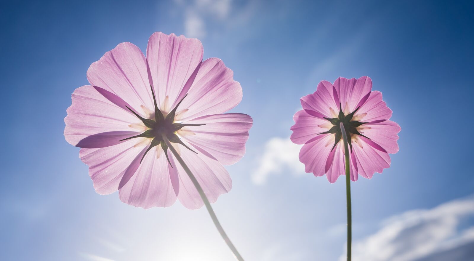 Sony Alpha NEX-5N sample photo. Cosmos, autumn, nature photography